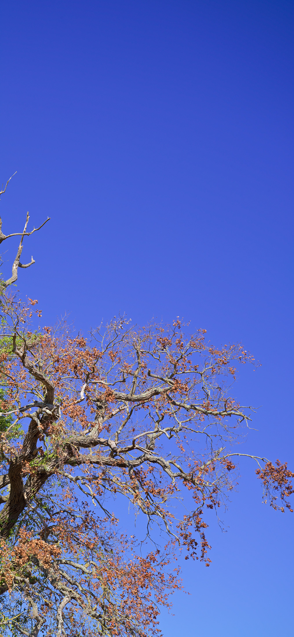 Arbre, Vouneuil sur Vienne, I