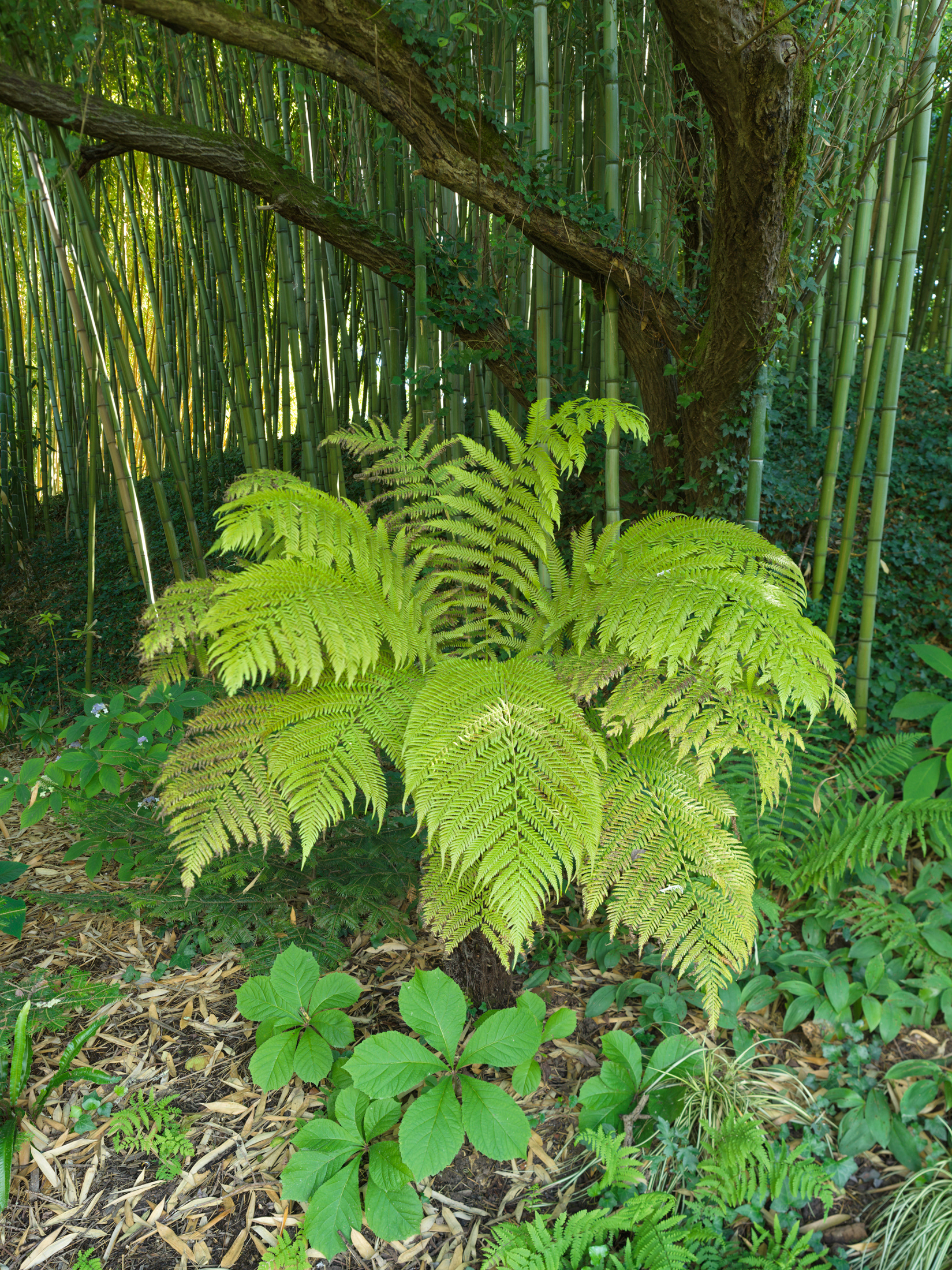 Pépinière historique Latour-Marliac, Le Temple sur Lot, II