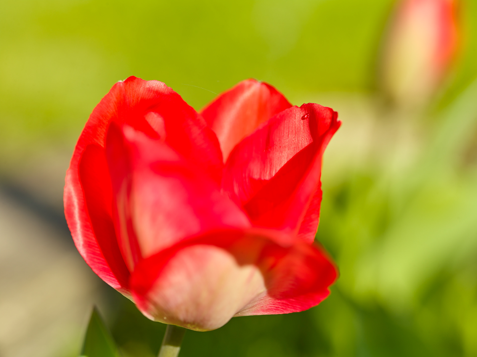 Tulipe rouge