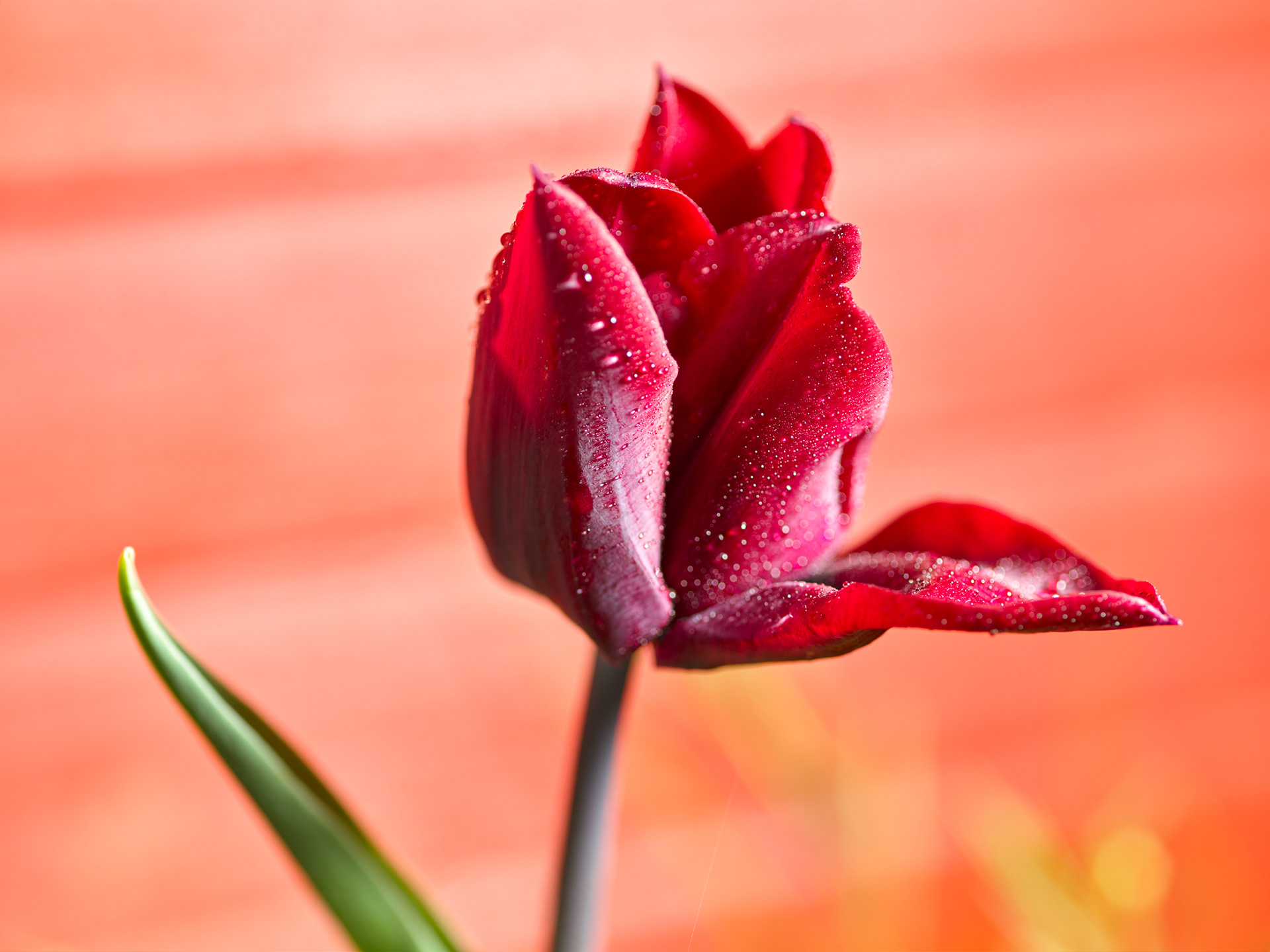 Tulipe après la pluie