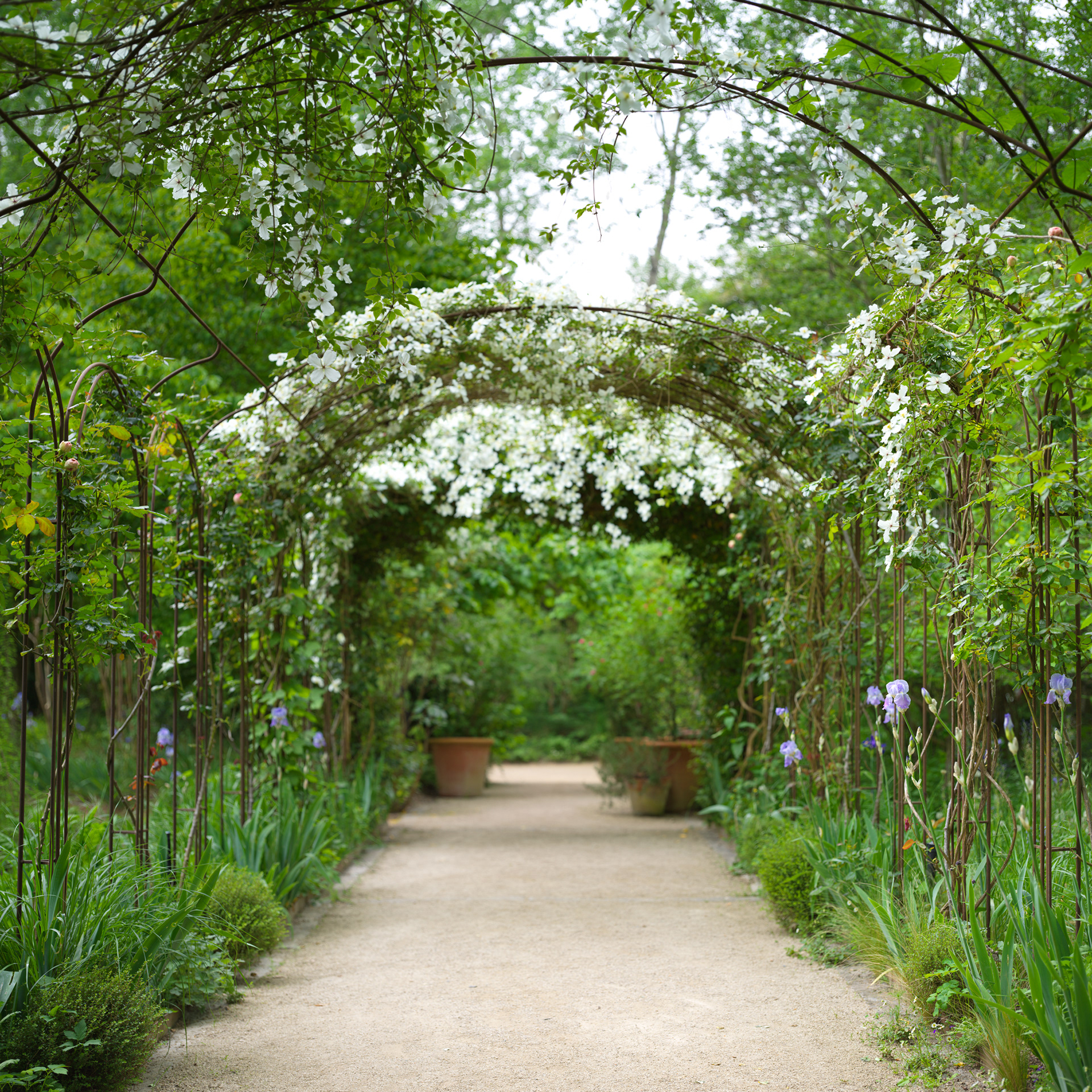 Arche des roses anciennes