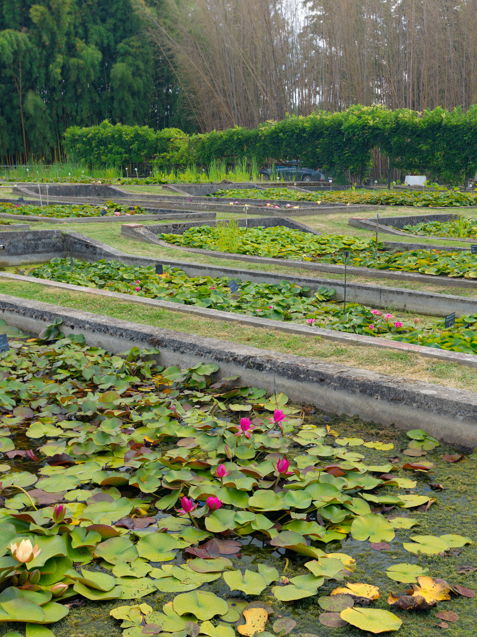 Pépinière historique Latour-Marliac, Le Temple sur Lot, VIII