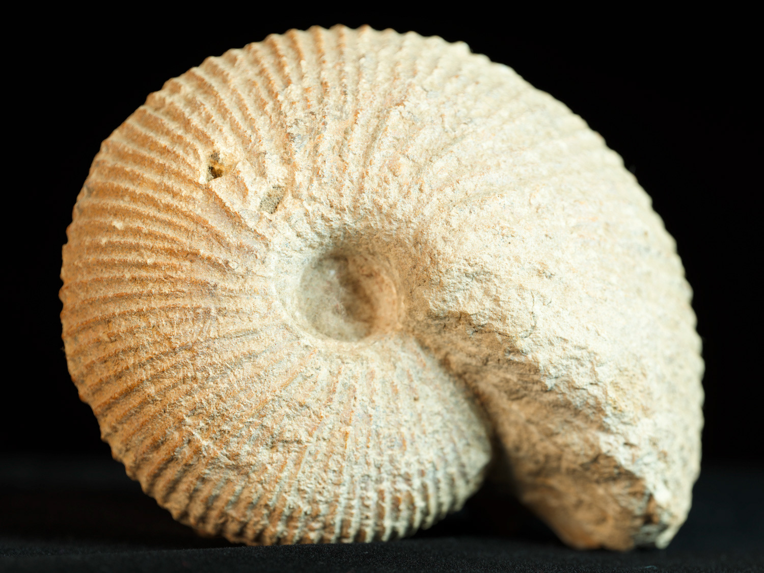 Macrocephalites, un genre d'ammonite du Jurassique, plus précisement du Callovien.. Elle vient de Maison blanche, Limalonge, 79..