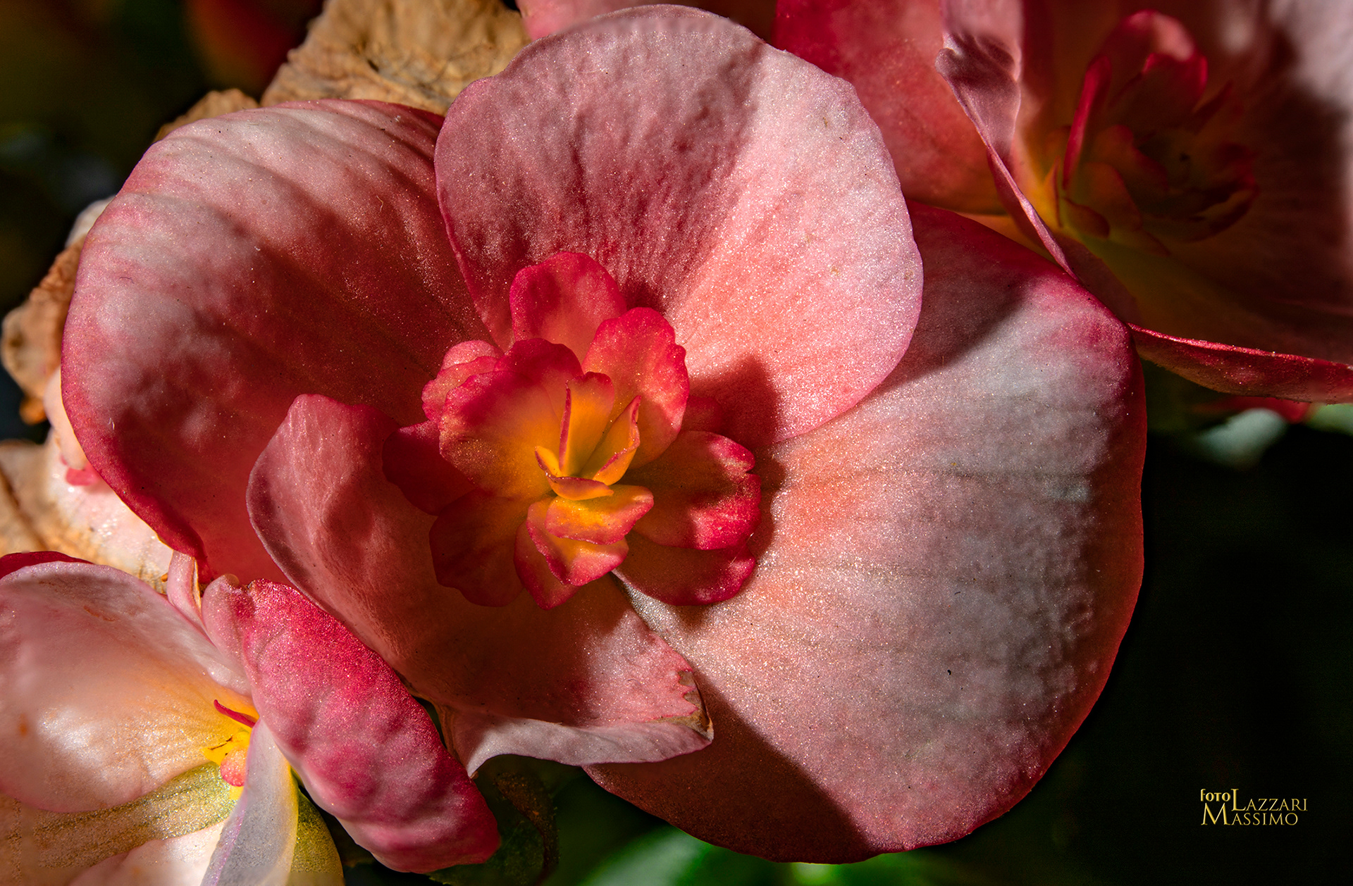 Begonia
