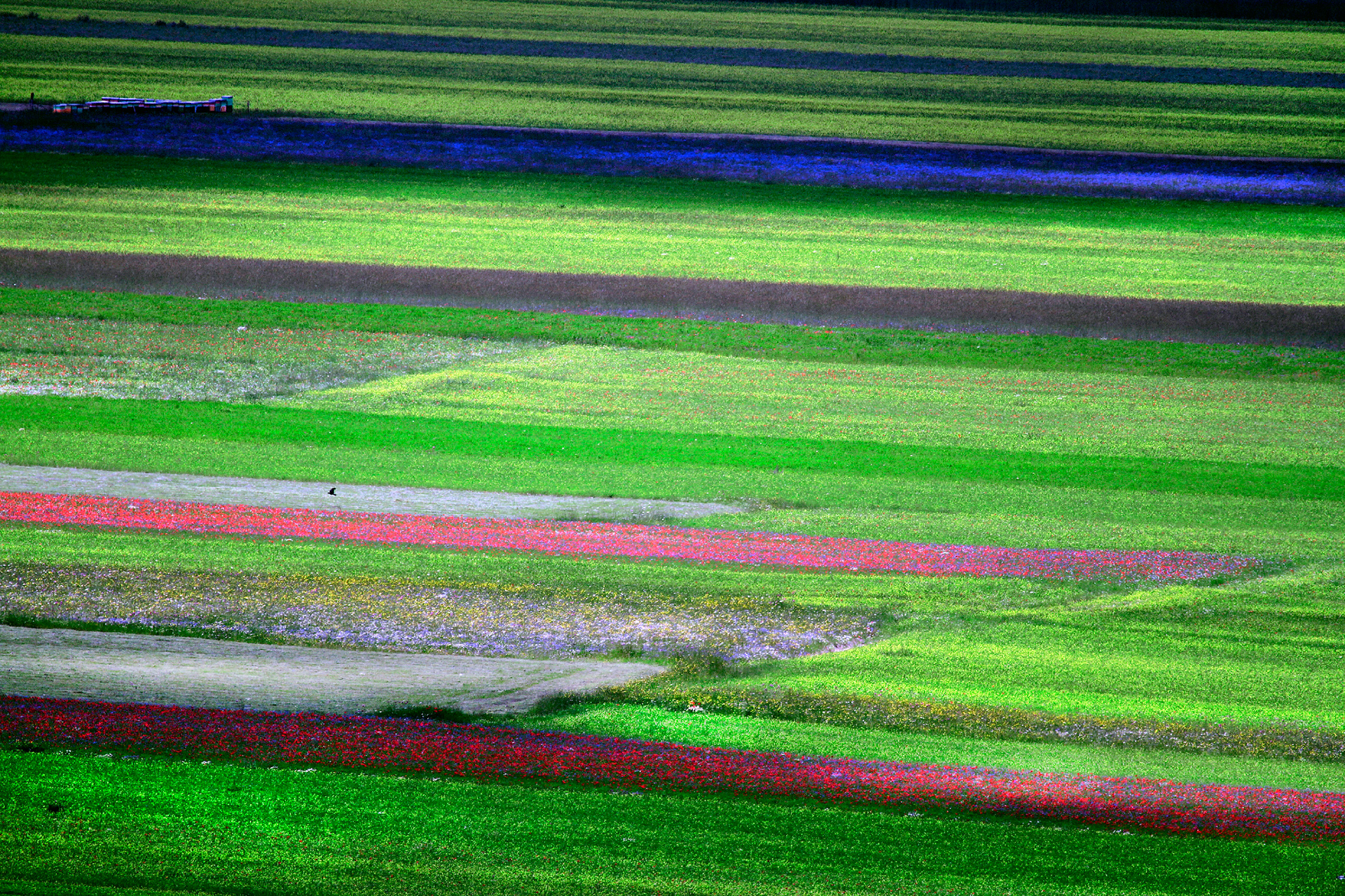 Piana di Castelluccio di Norcia (PG)