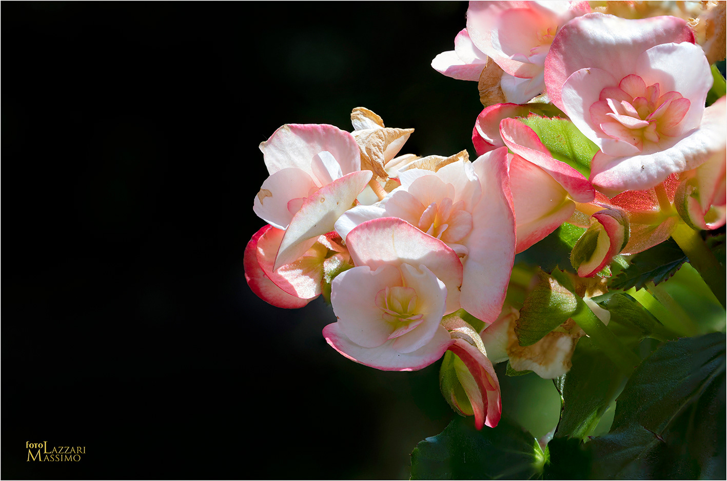 Begonia