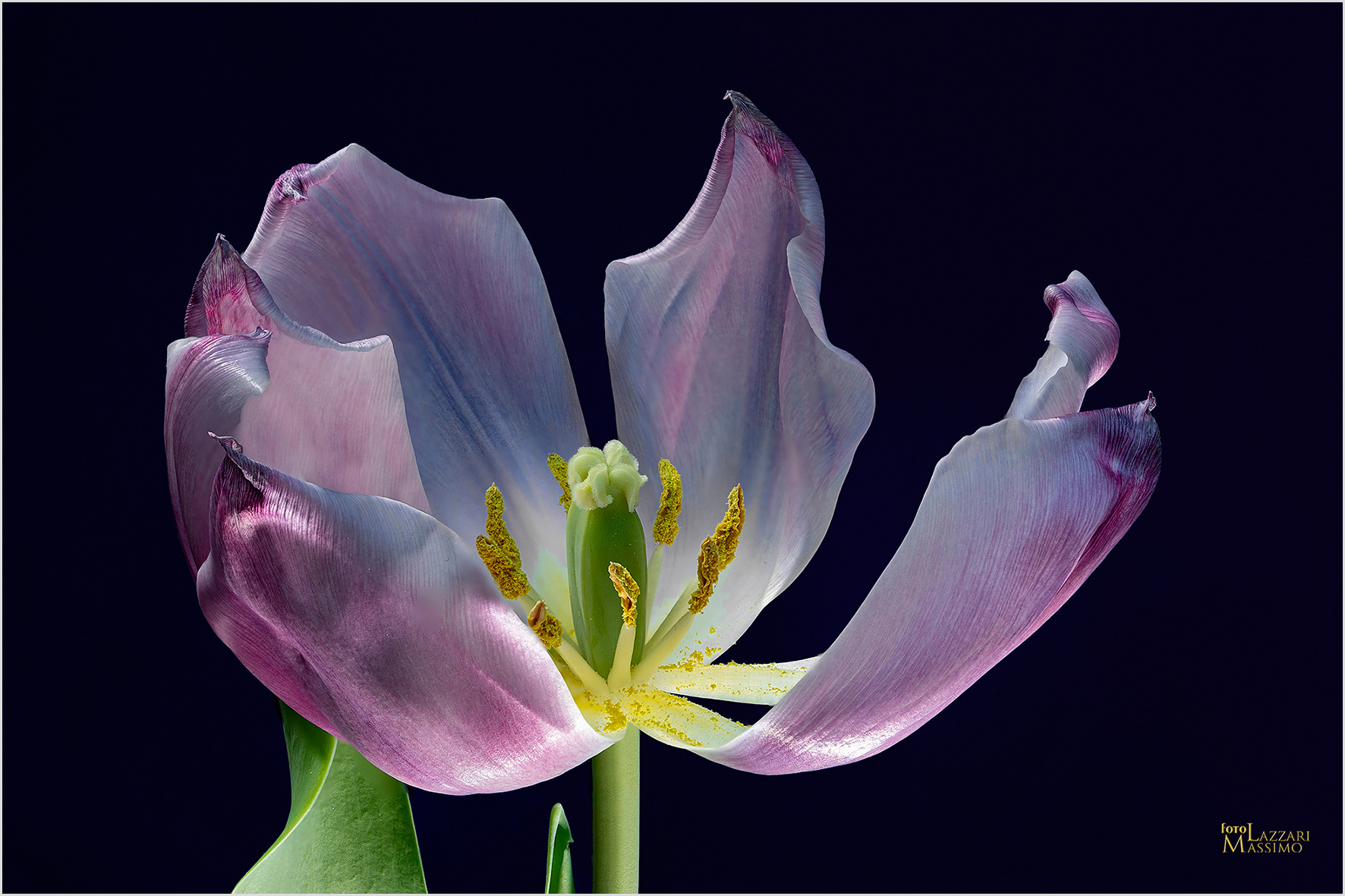 Interno di un tulipano