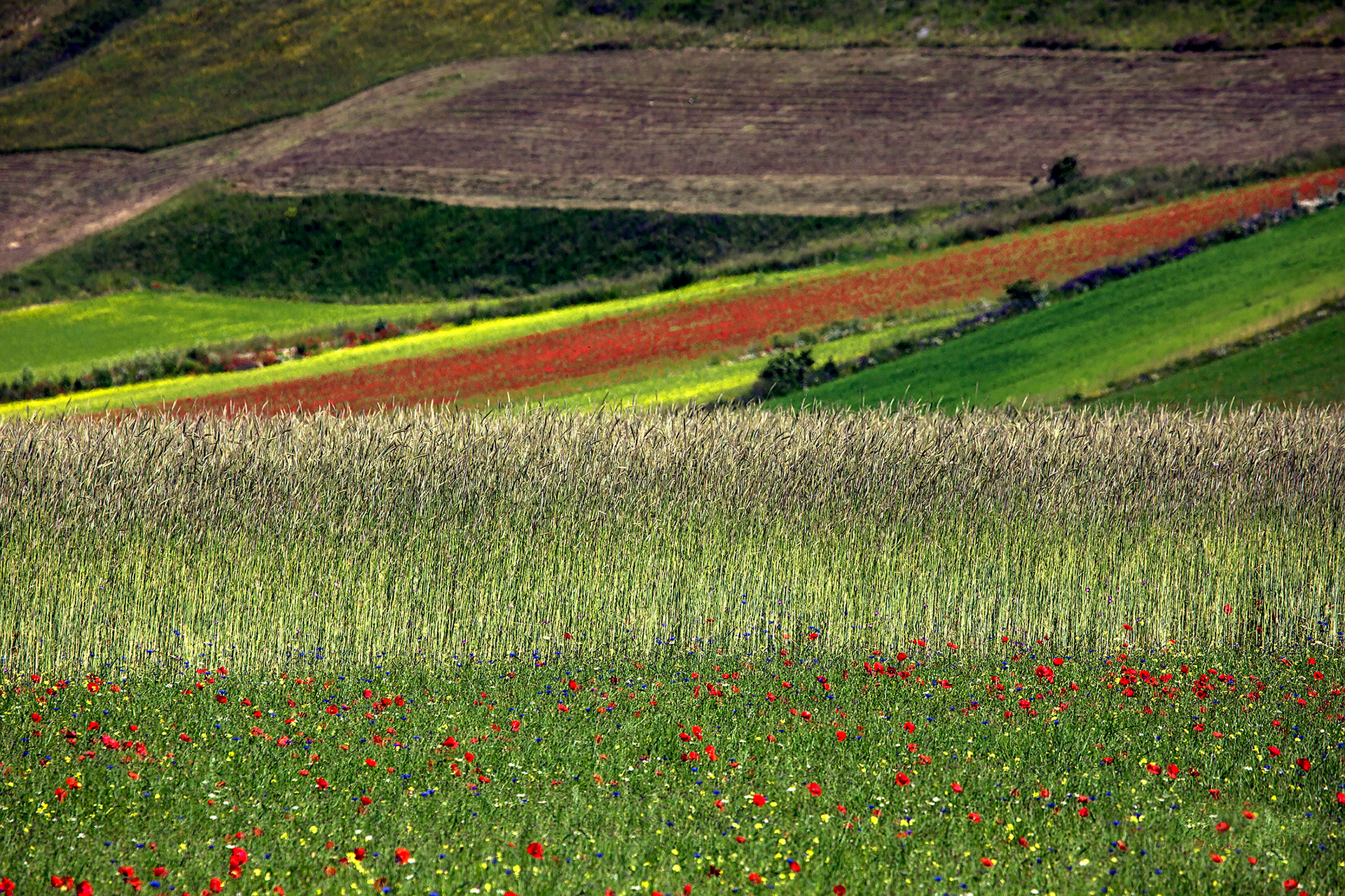 Piana di Castelluccio di Norcia (PG)