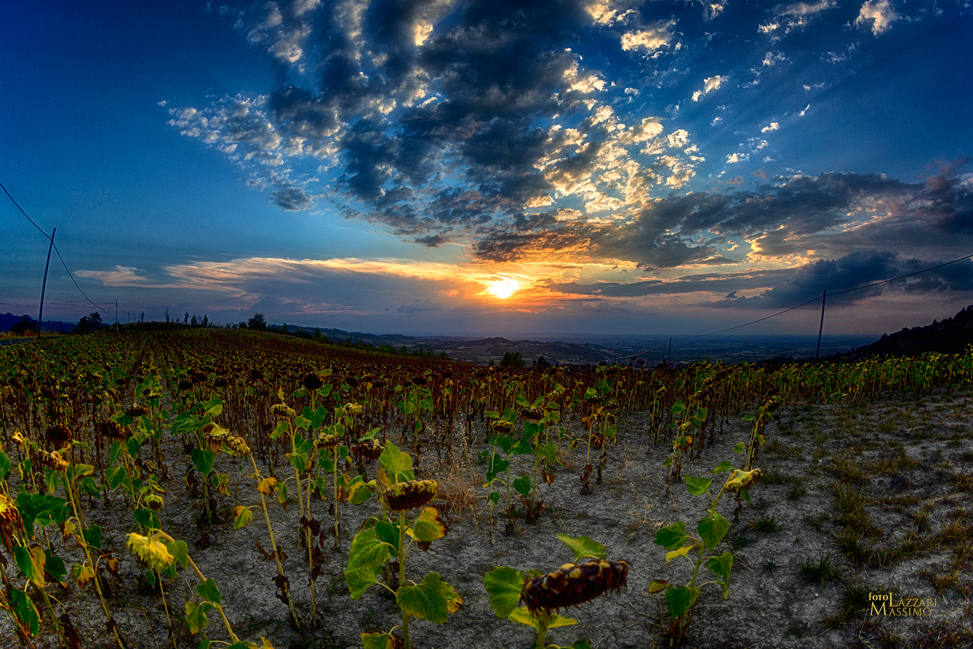 campo di girasoli al tramonto a Pozzol Groppo (AL)