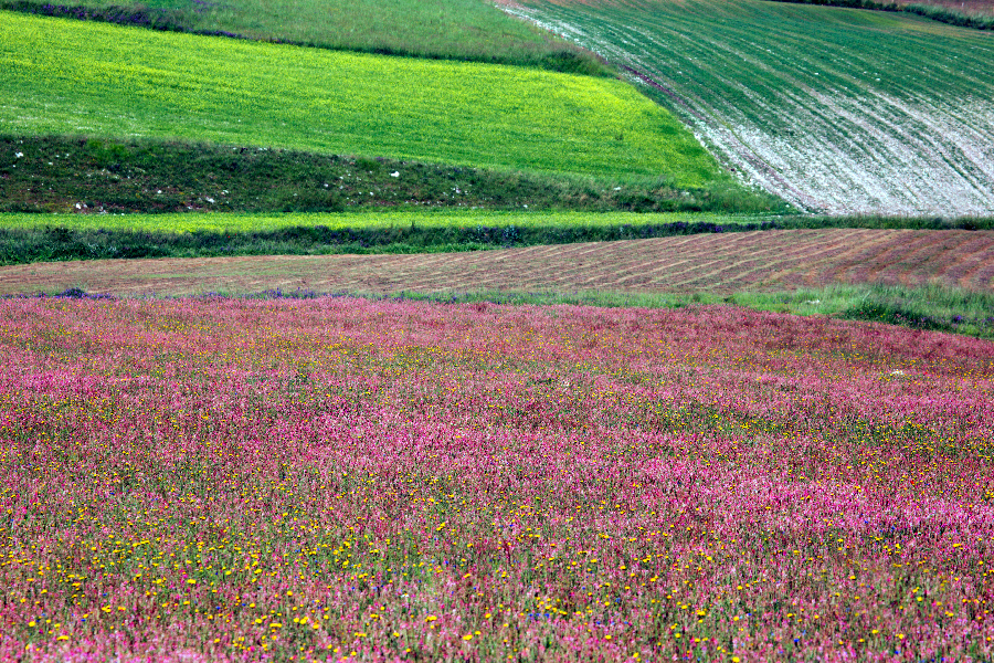Piana di Castelluccio di Norcia (PG)
