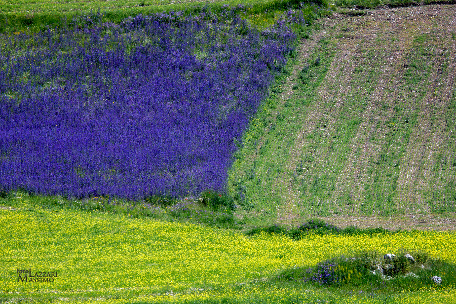 Piana di Castelluccio di Norcia (PG)