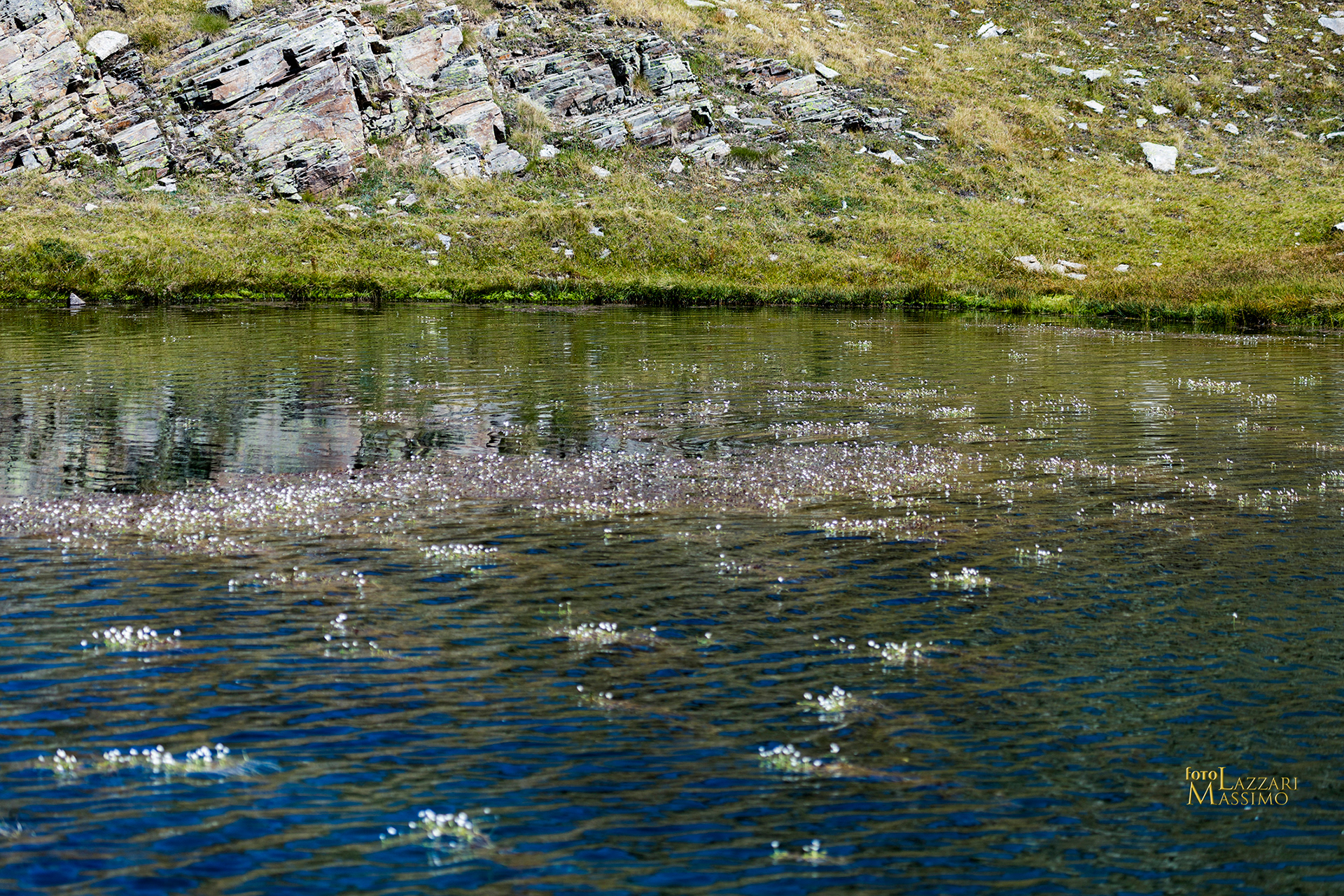 Valle dell'Orco lenticchie d'acqua