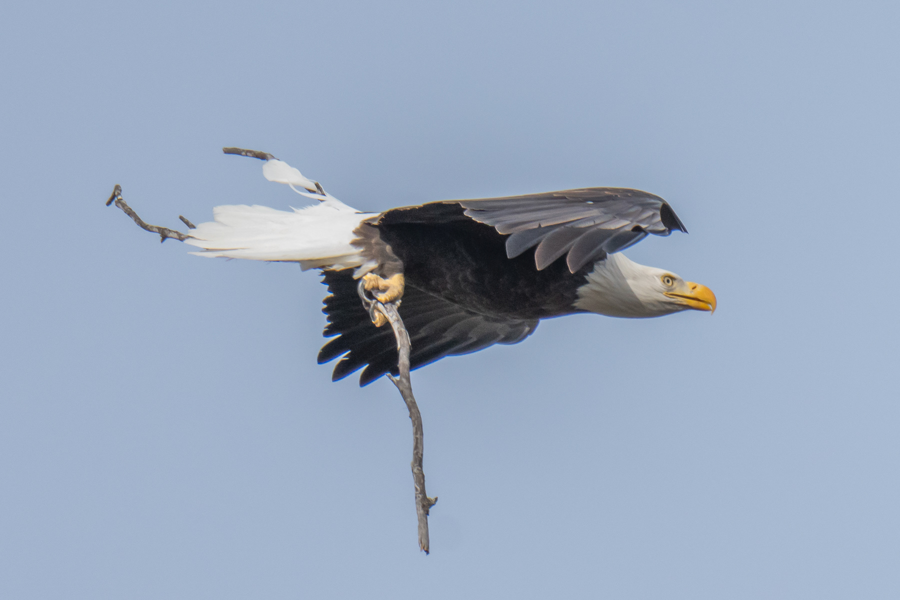 Bald Eagle and Stick 02441