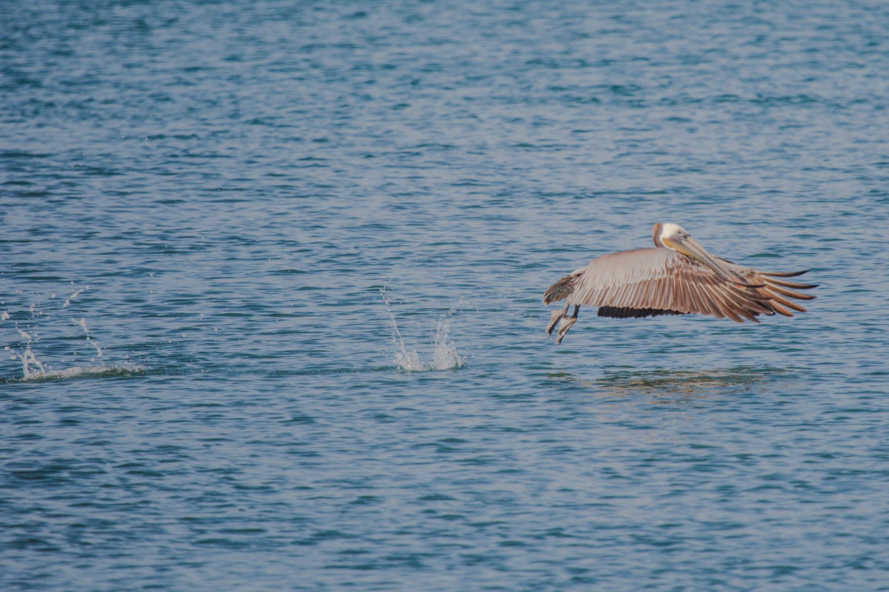 Pelican splashing 2532