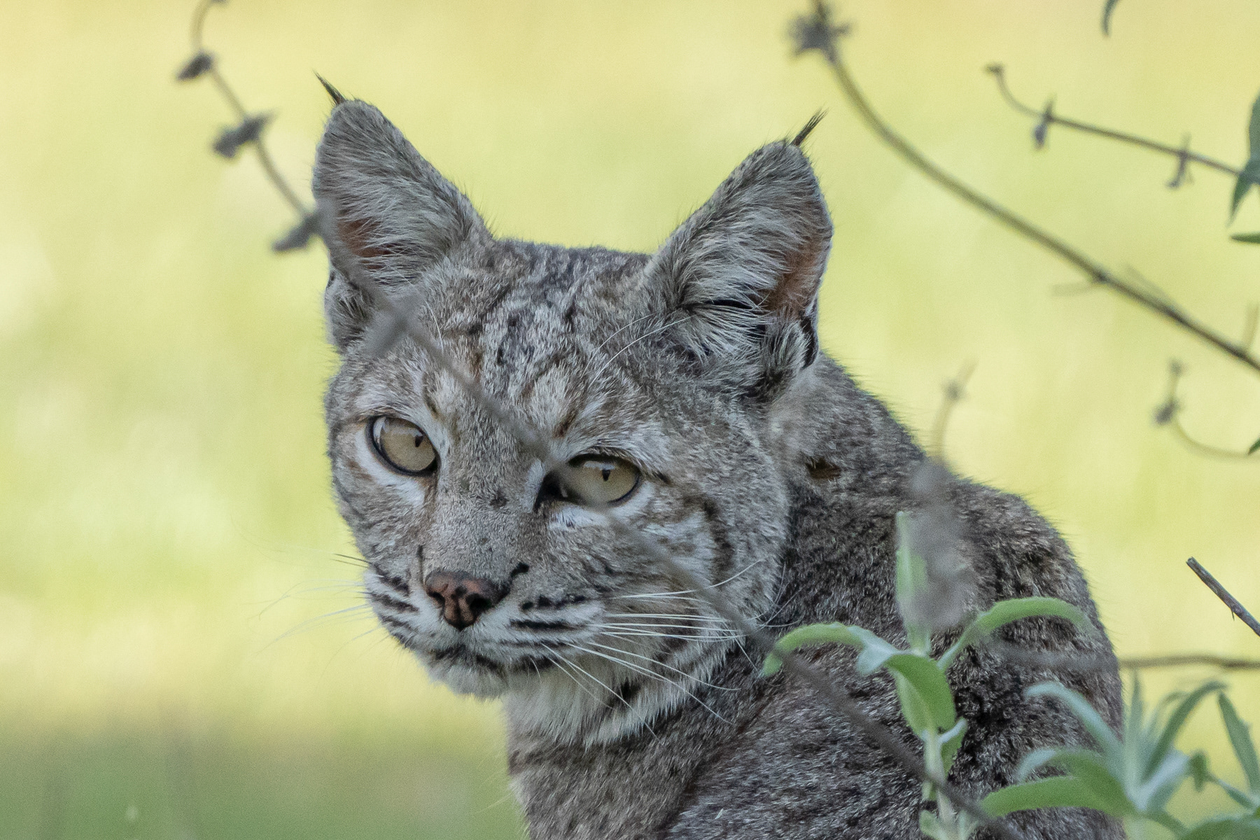 Bobcat 05459
