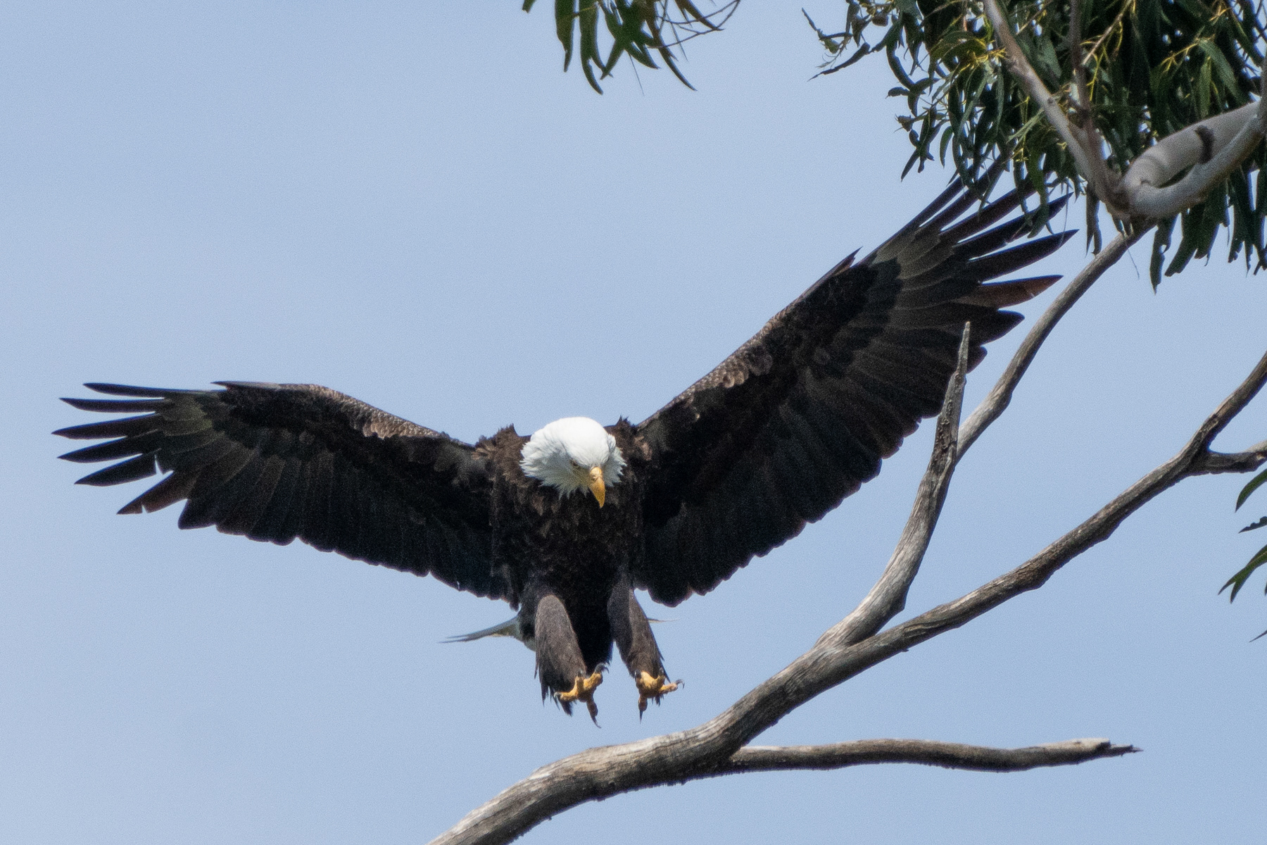 Bald Eagle Male landing 03381