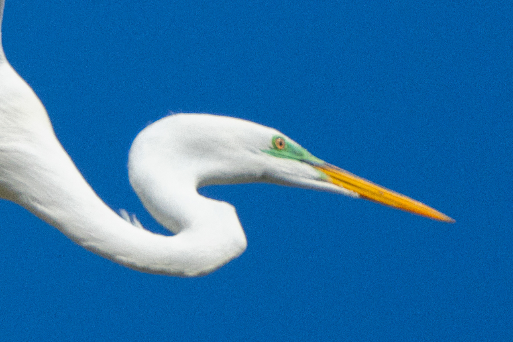 Egret 02401