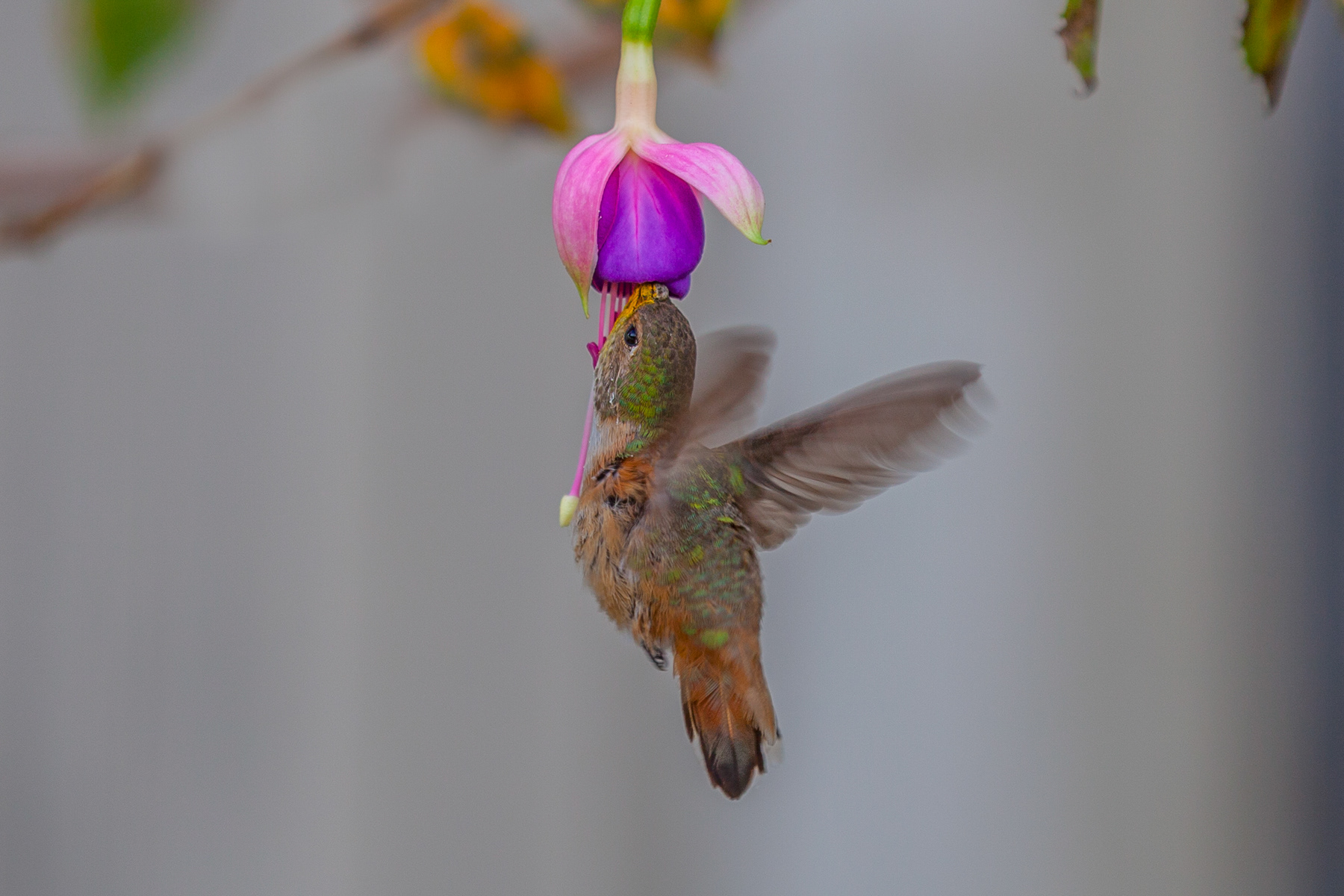 Hummingbird 0213