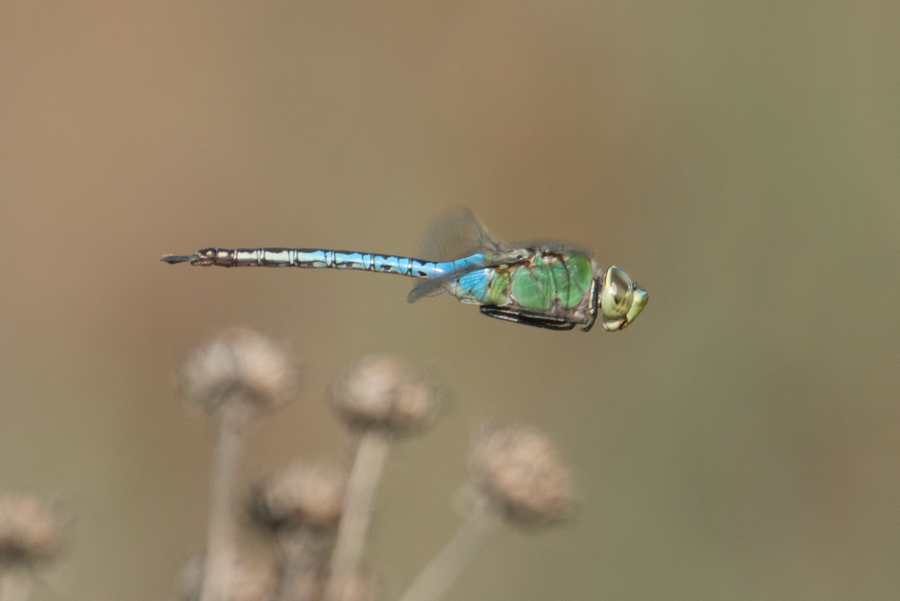 Dragonfly 00408