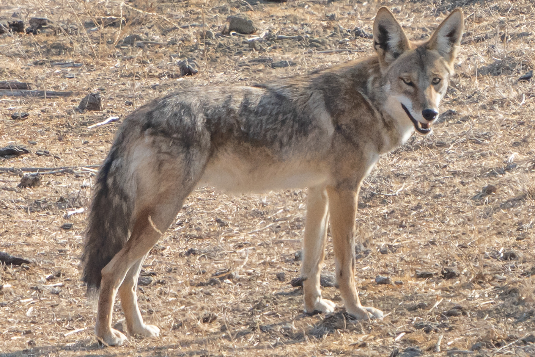 Coyote Adult 02546