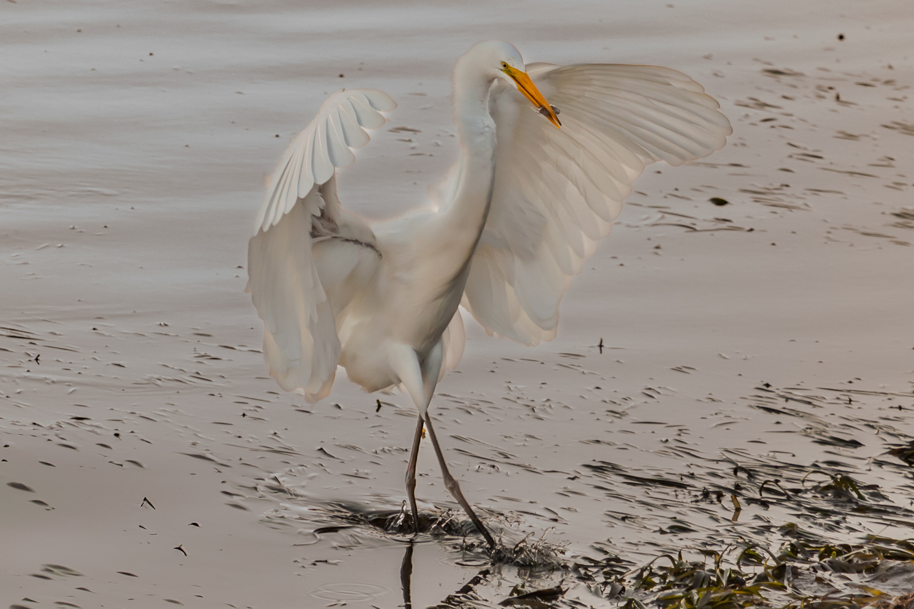 Egret Dancing 9631