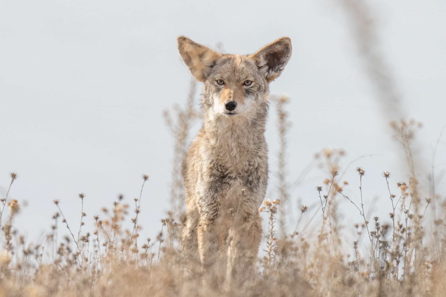 Coyote Pup 02029