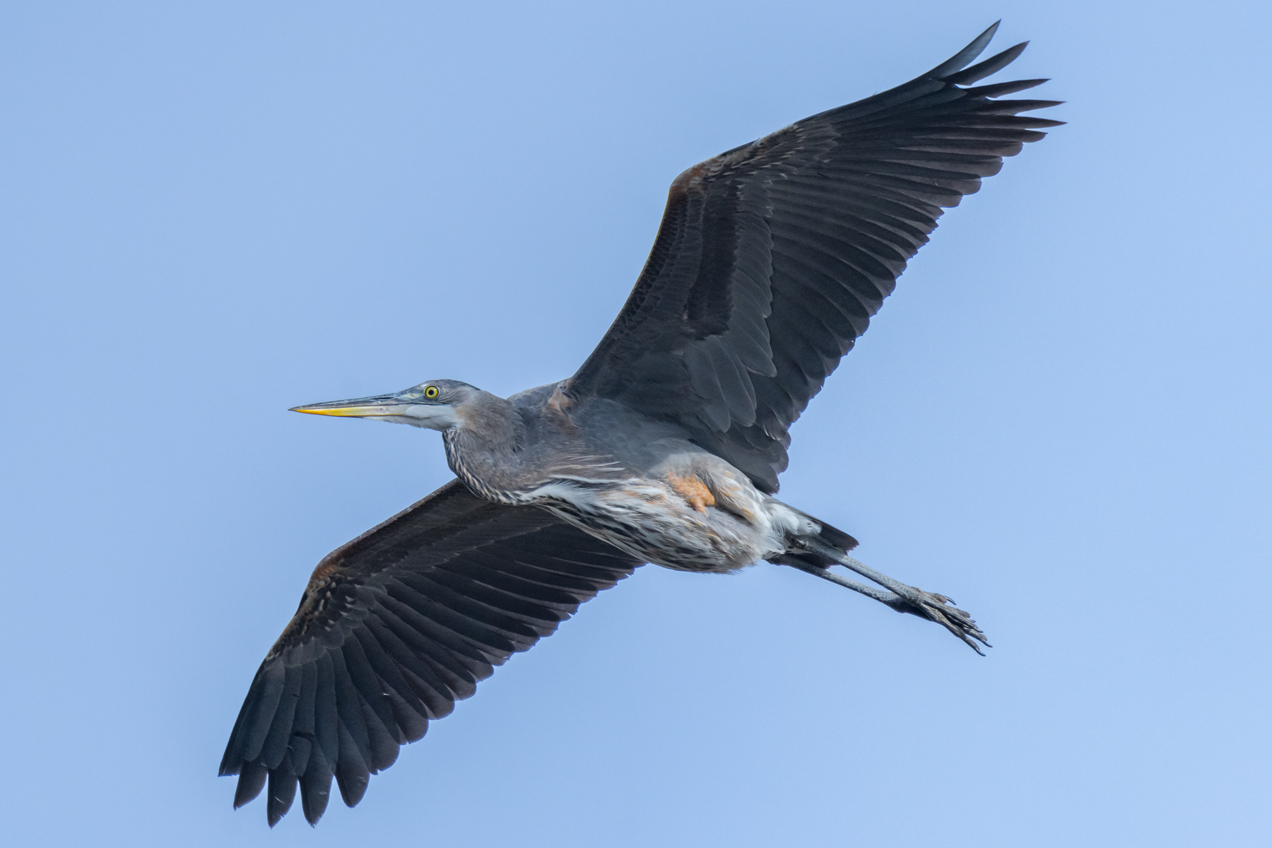 Heron in Flight 02841