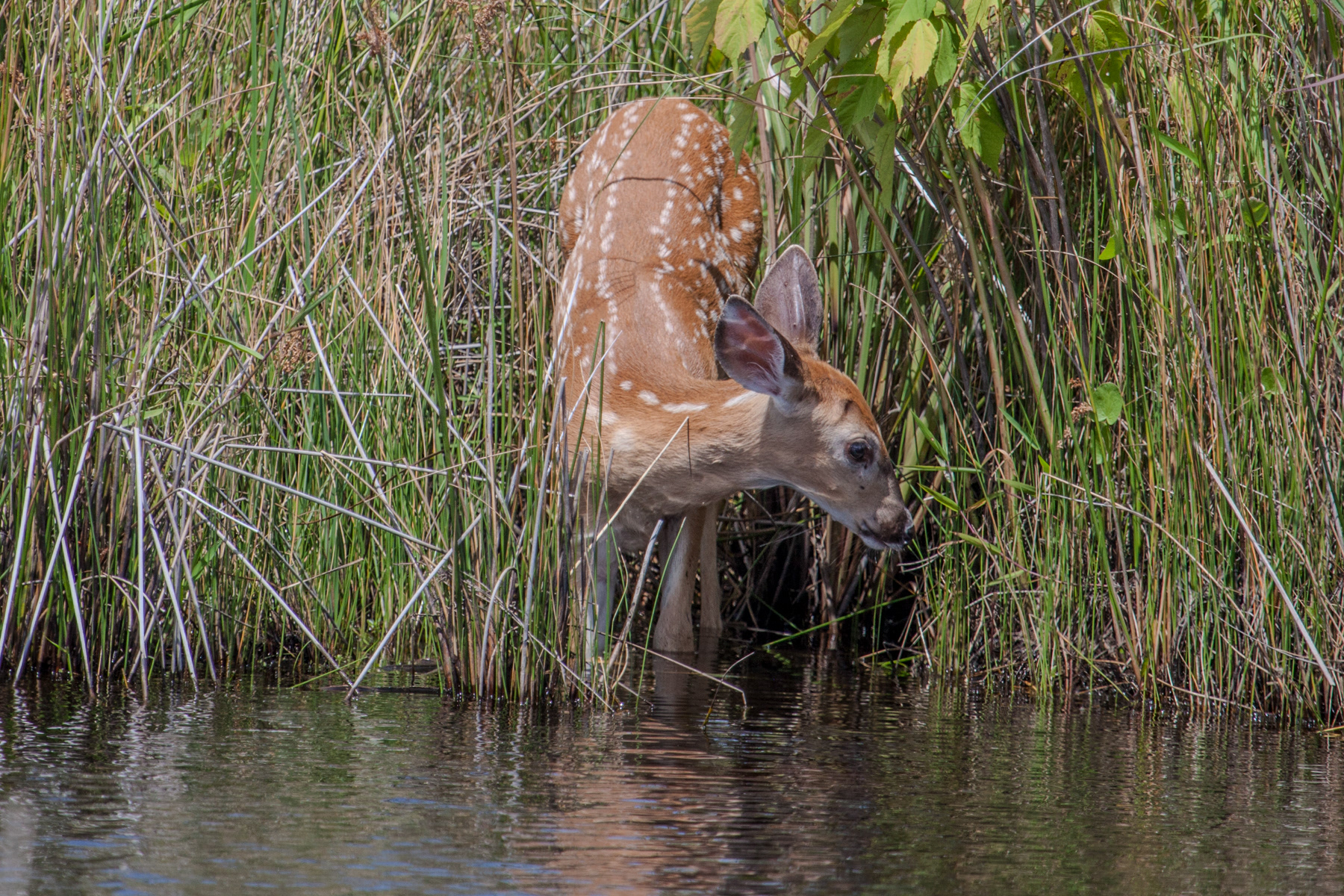 Deer - fawn Va Bch 5621