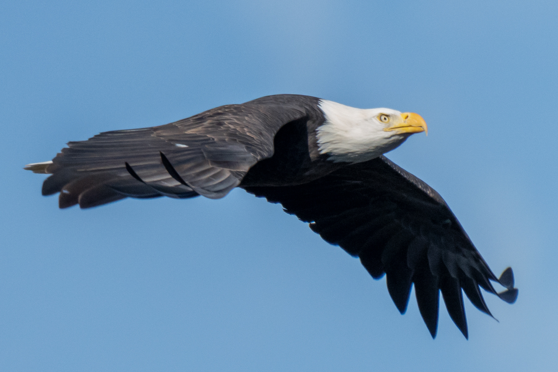 Bald Eagle 01491