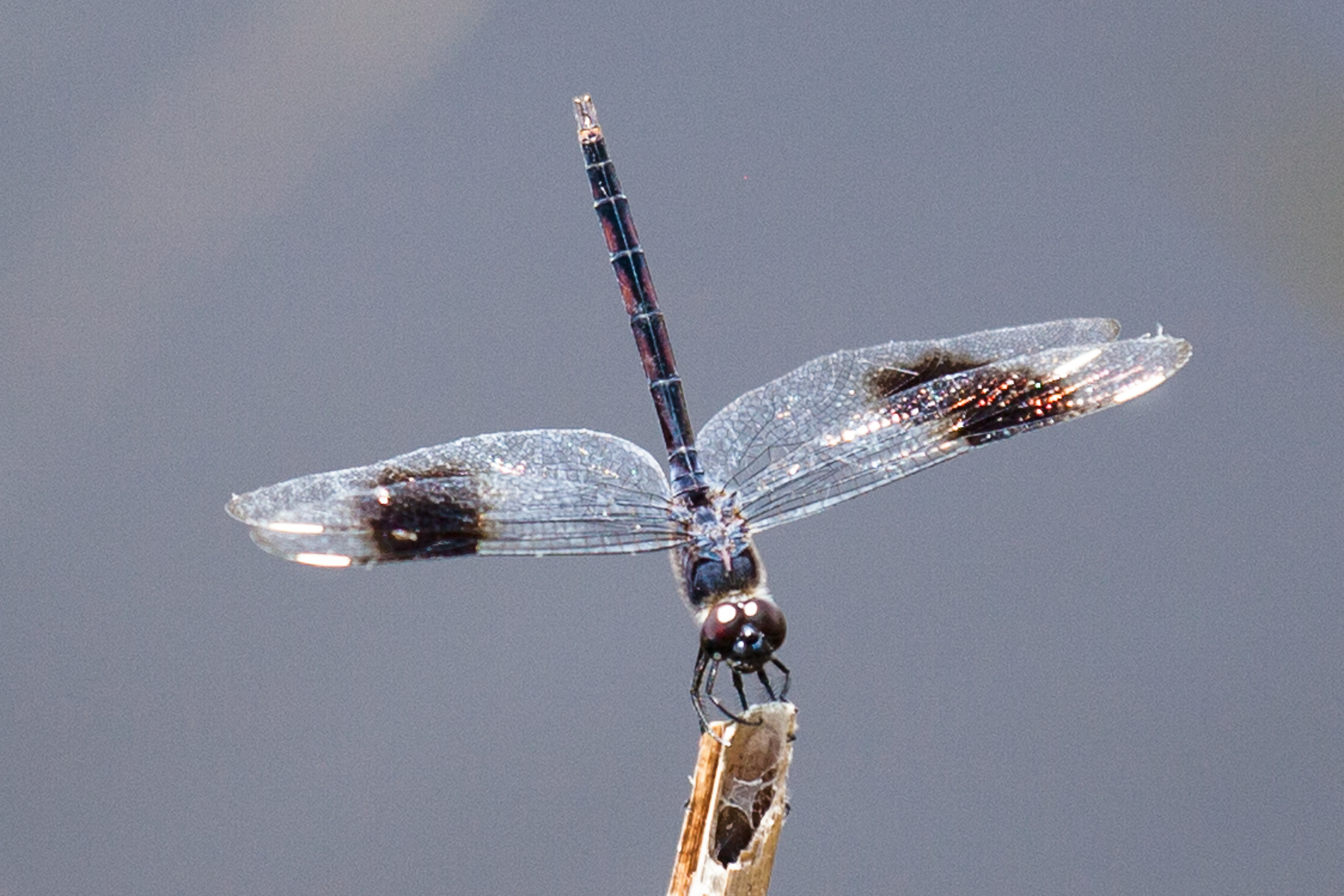 Dragonfly 3185