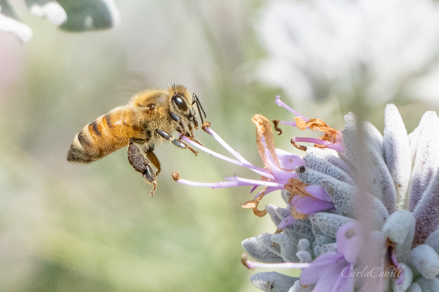 Bee and Flower 04962