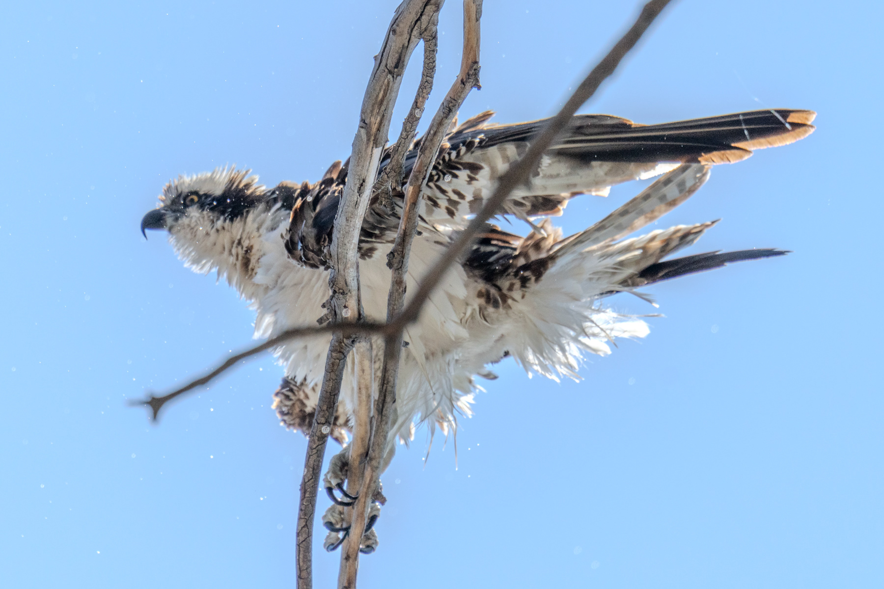 Osprey Drying Off 03934