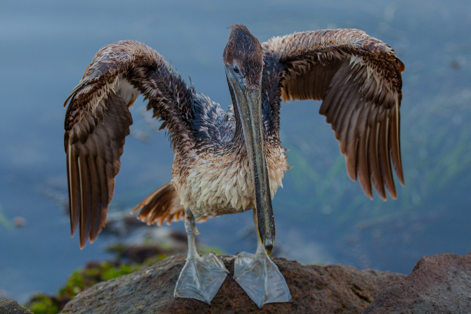 Pelican Point Dume 5649