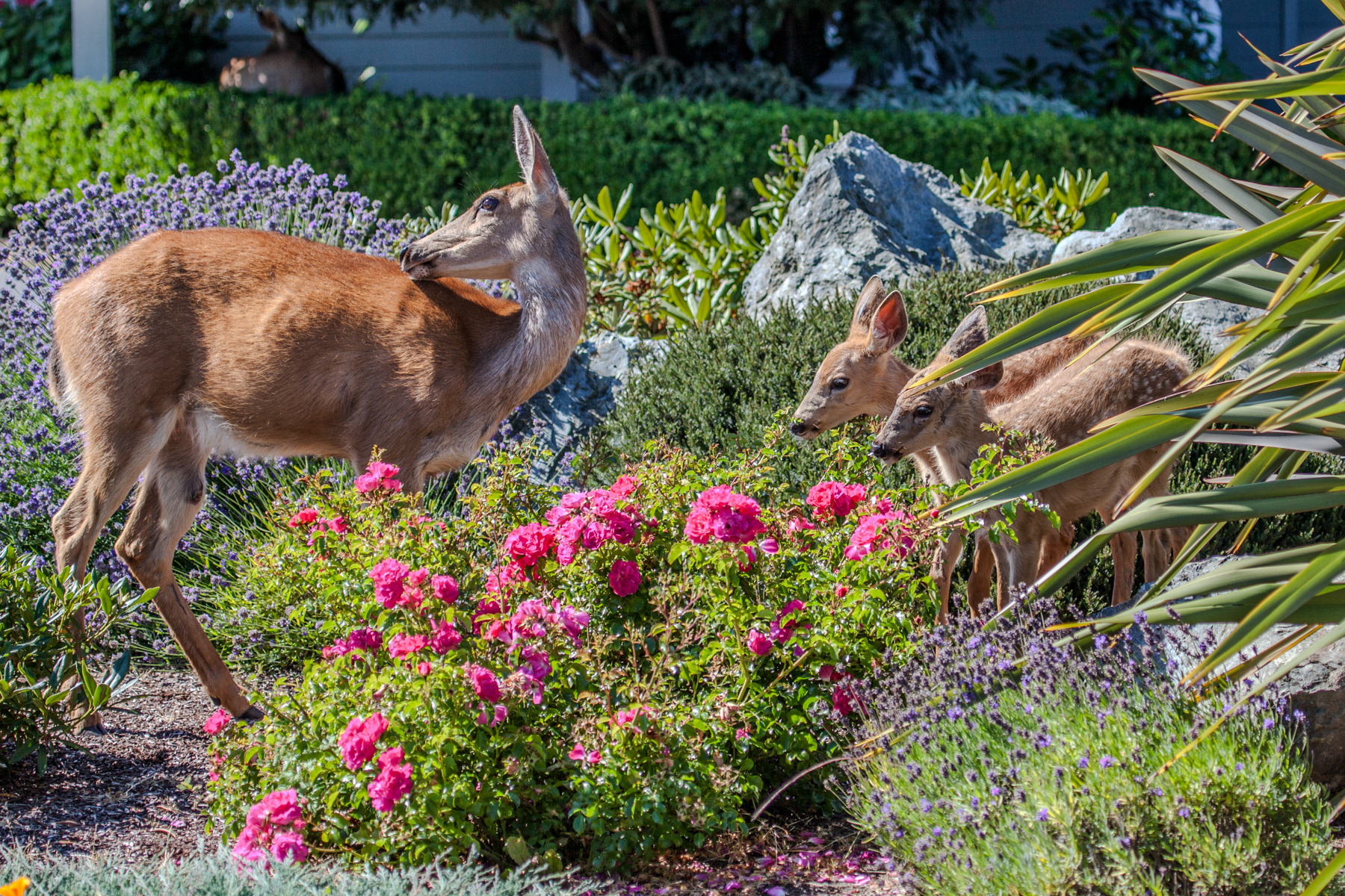 Deer and fawns in Sequim 4923