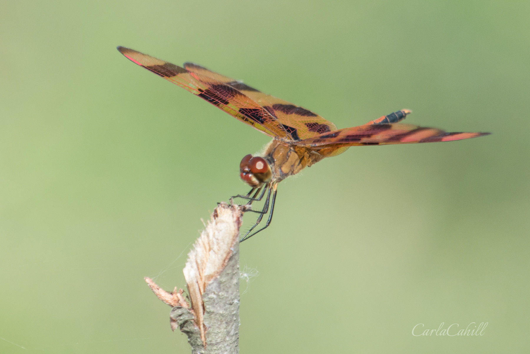 Dragonfly 08572