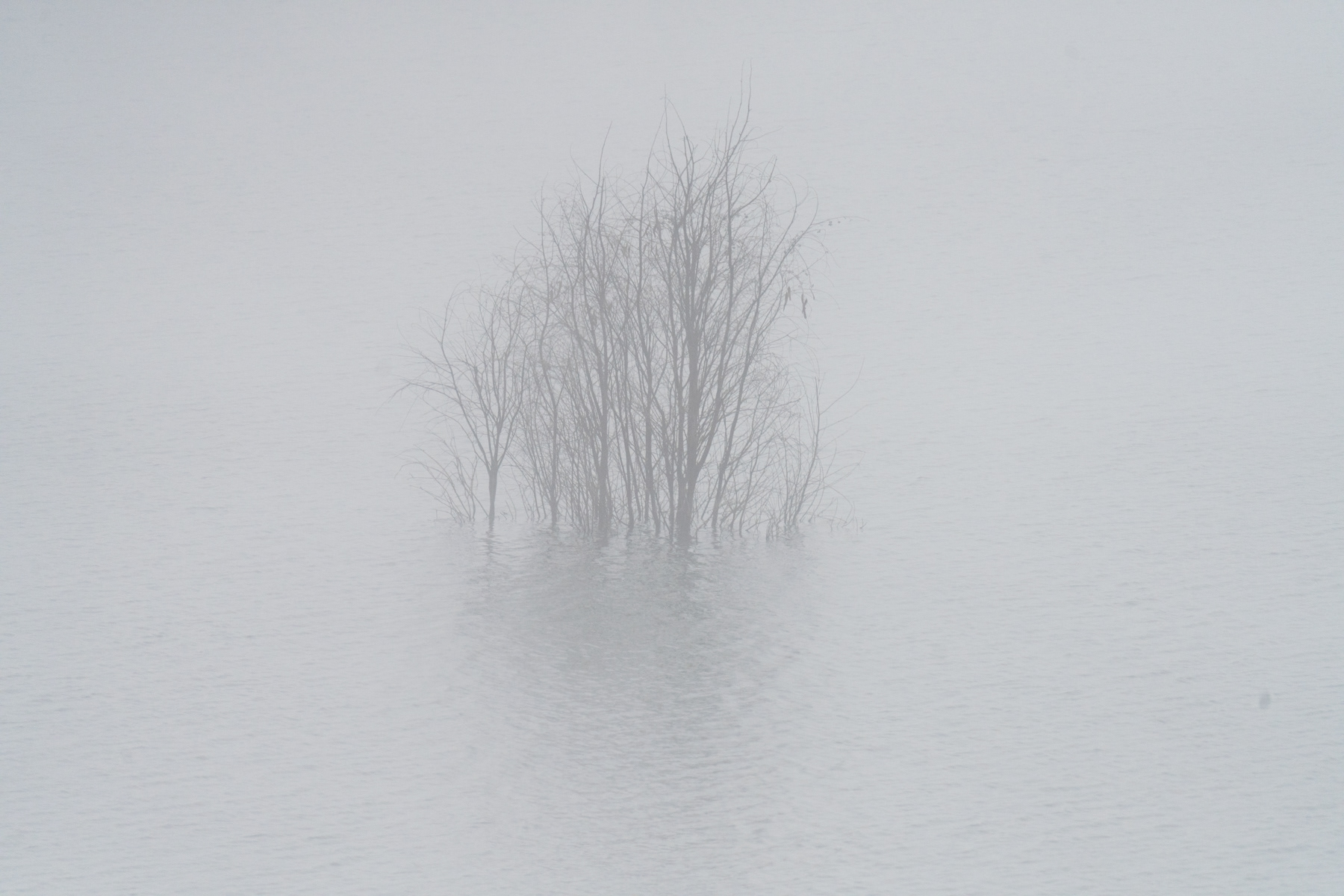 Misty Tree 03324 - Lake Casitas