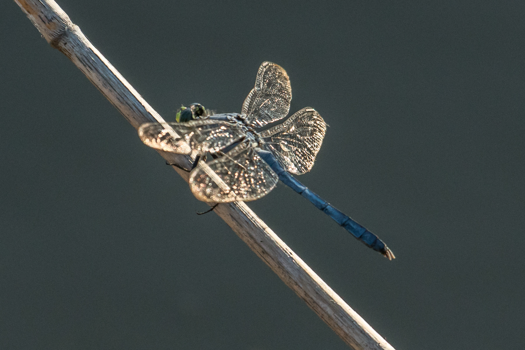 Dragonfly 05119