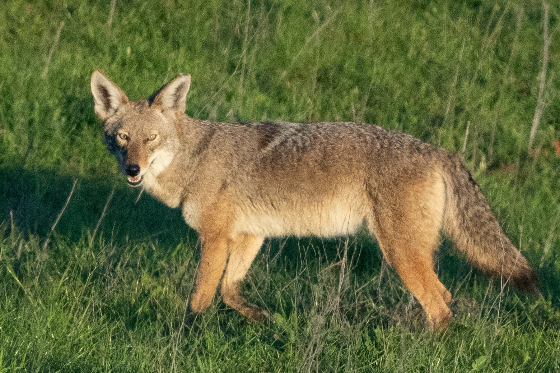 Coyote Adult 03620