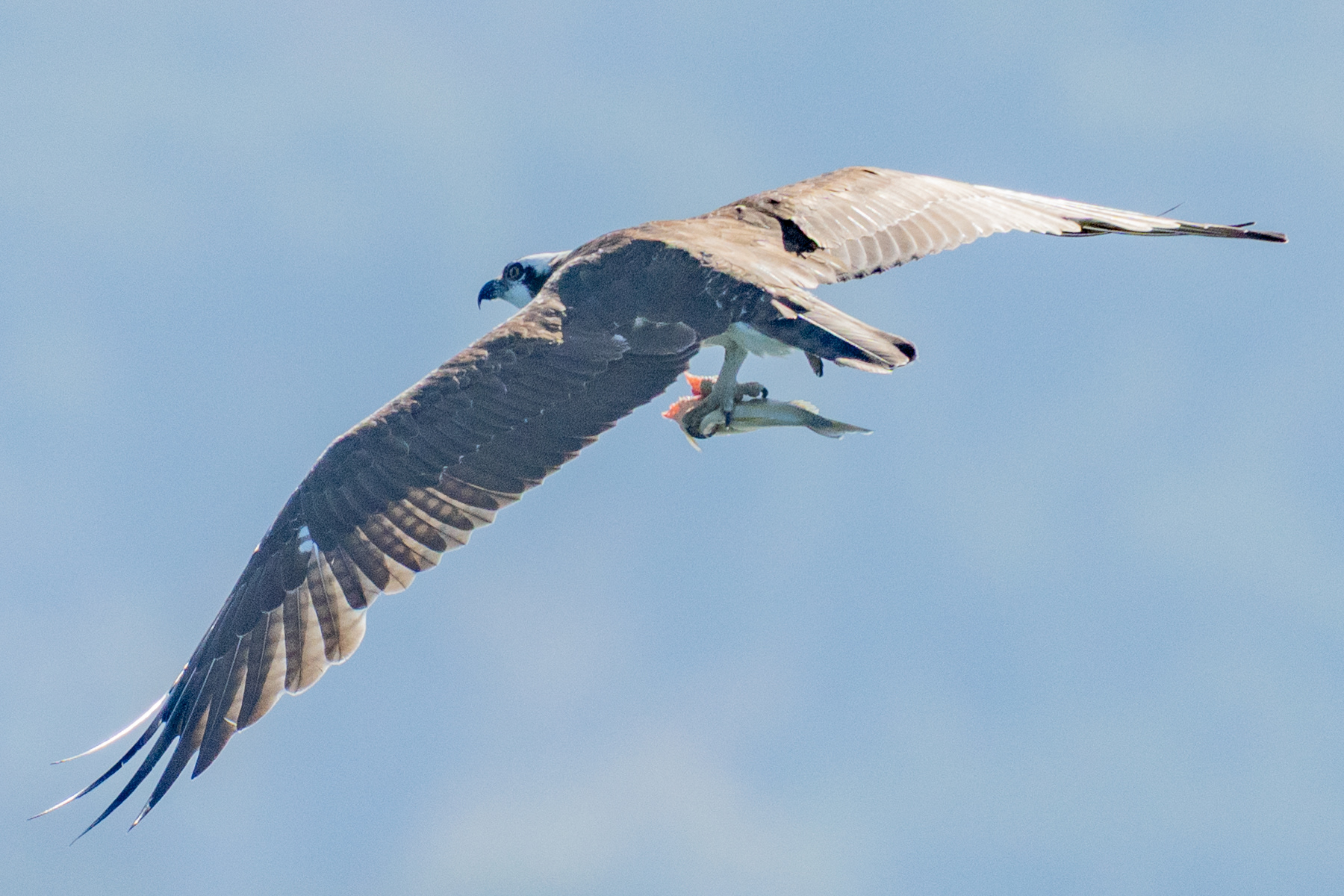 Osprey and Fish 09378