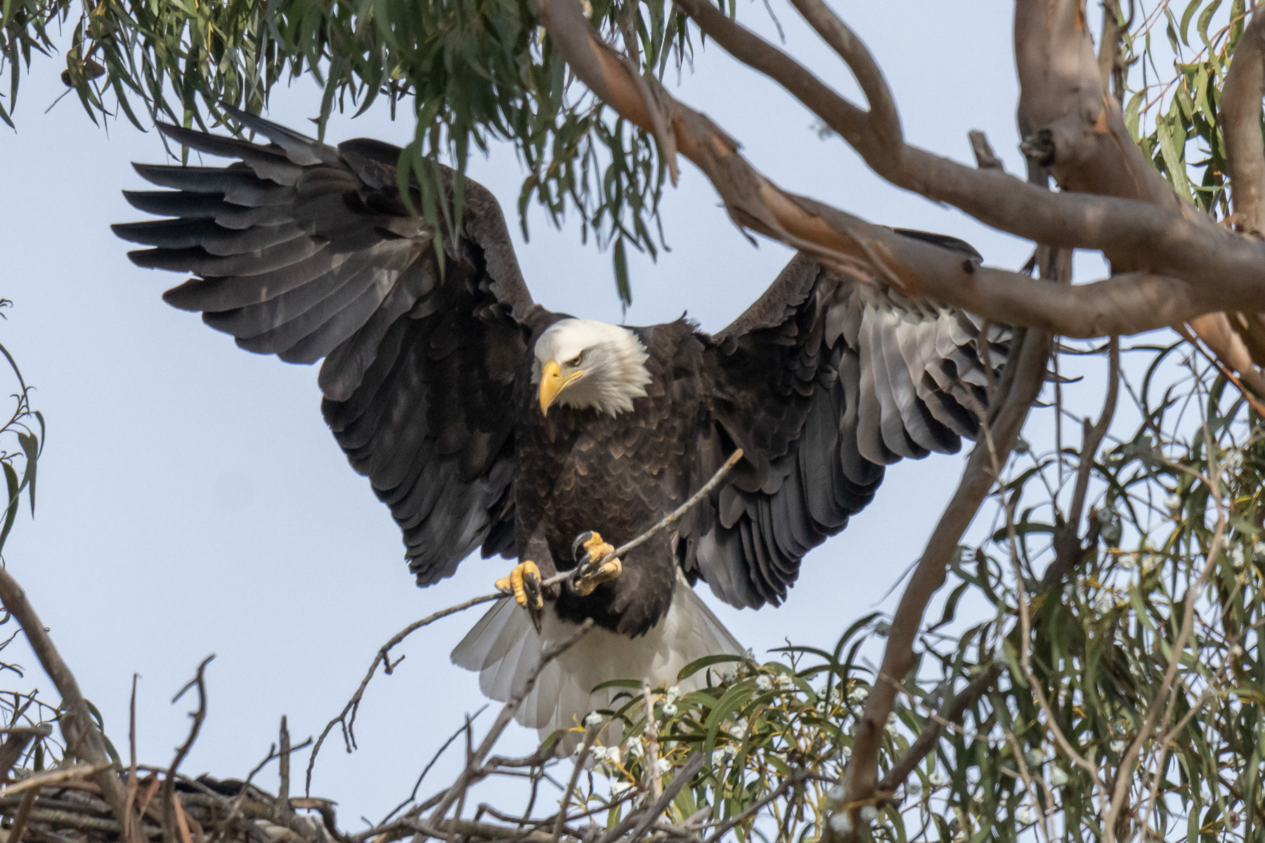 Bald Eagle Female landing - 02464