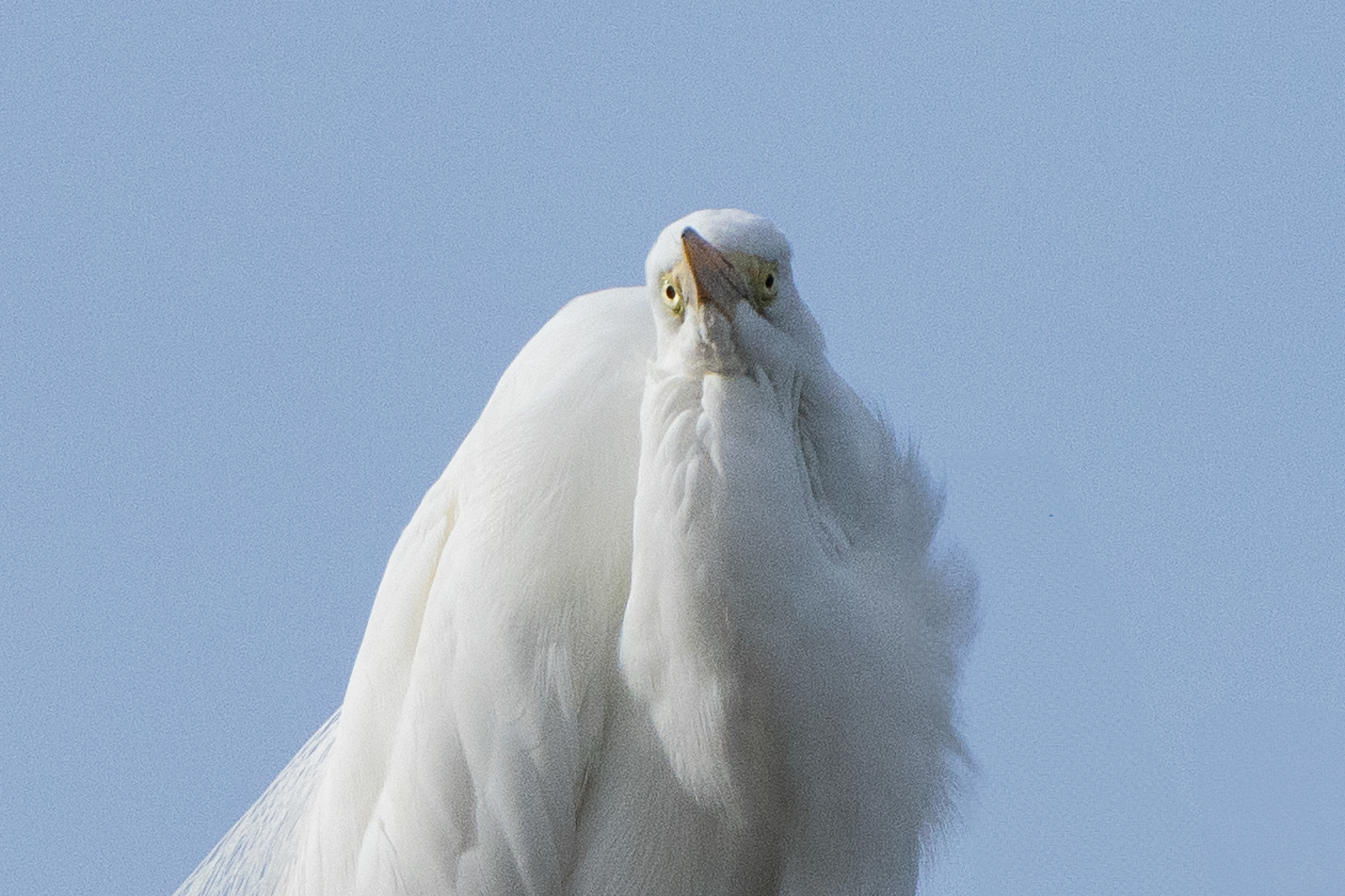 Egret 03706