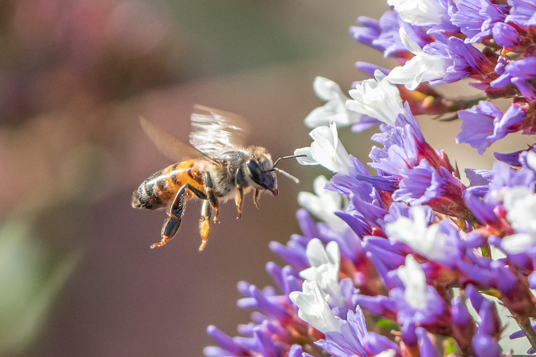 Bee and Flower 04432