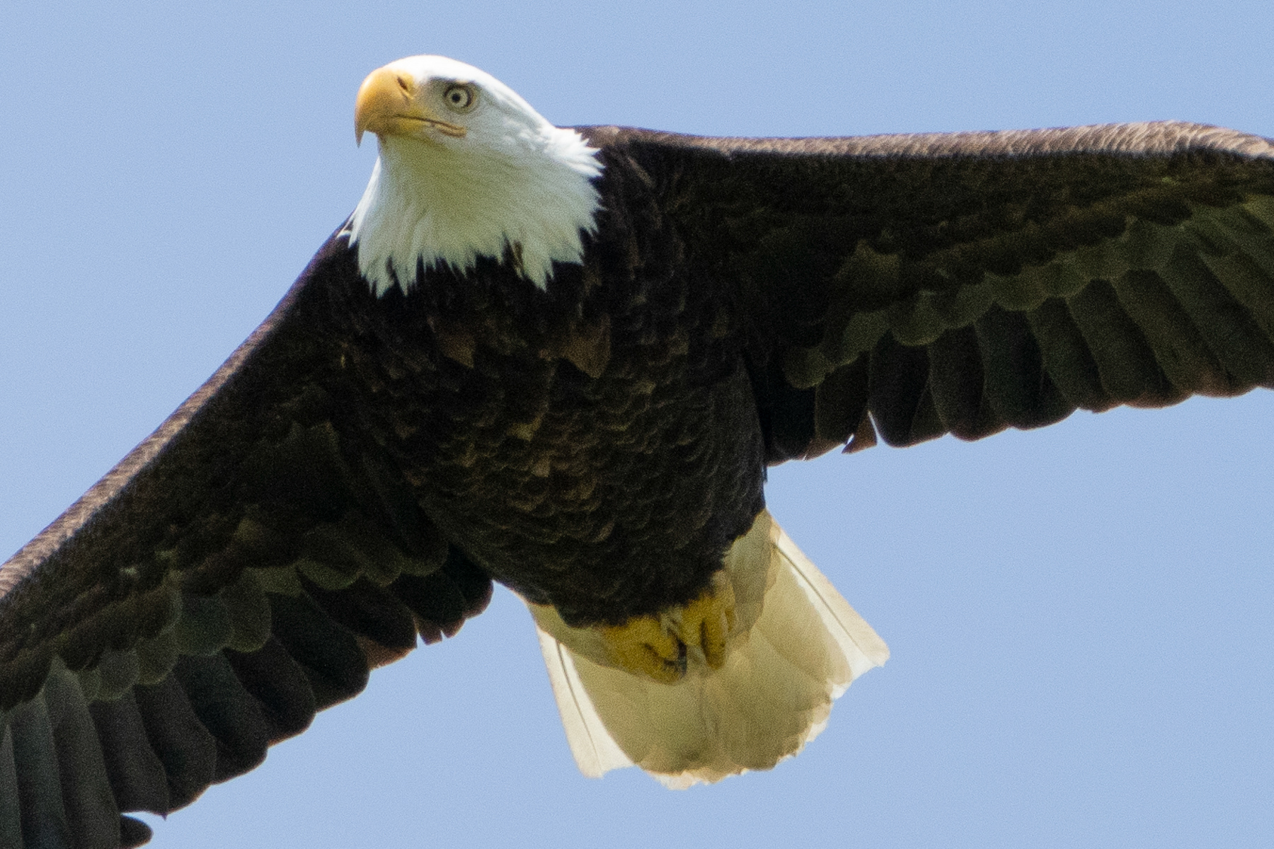 Bald Eagle 03397