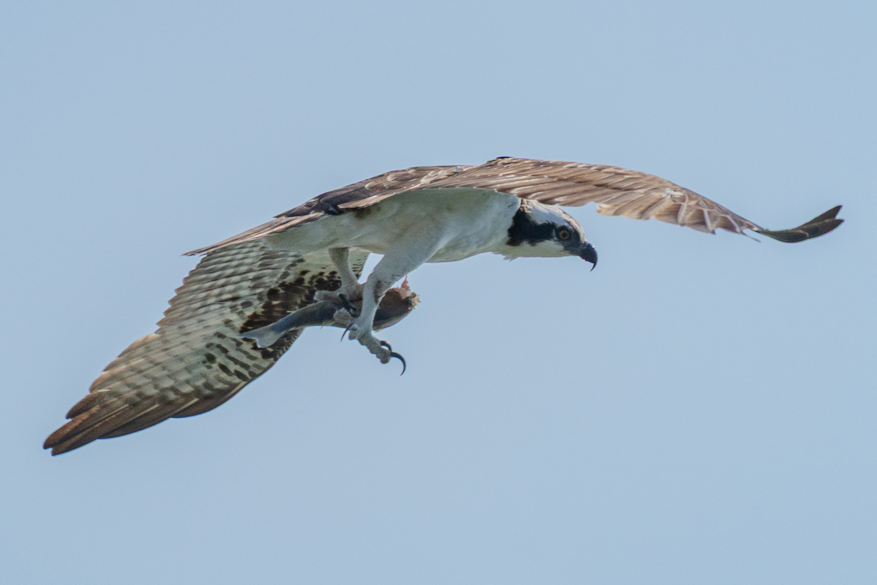 Osprey and Fish 09375