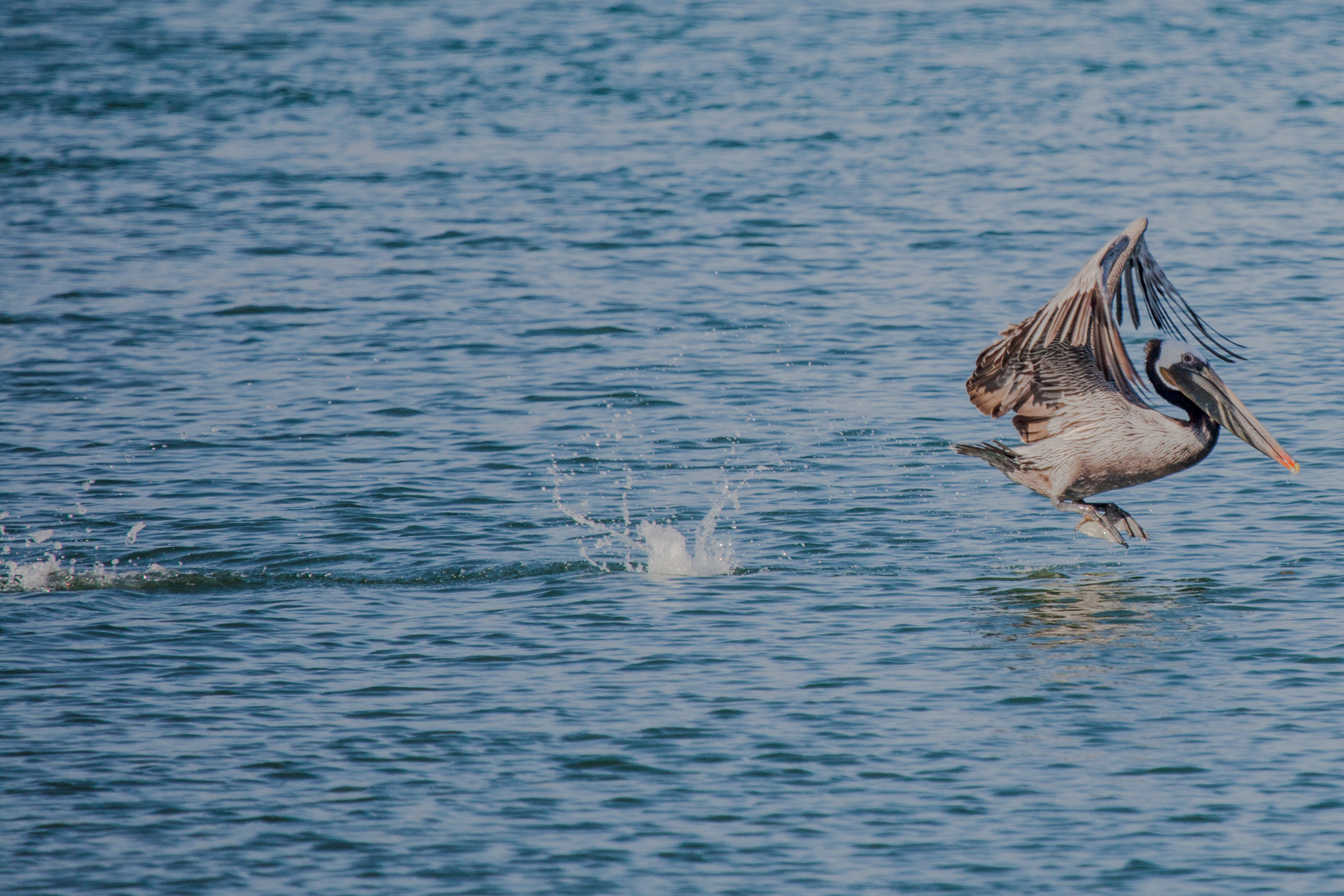 Pelican splashing 2531