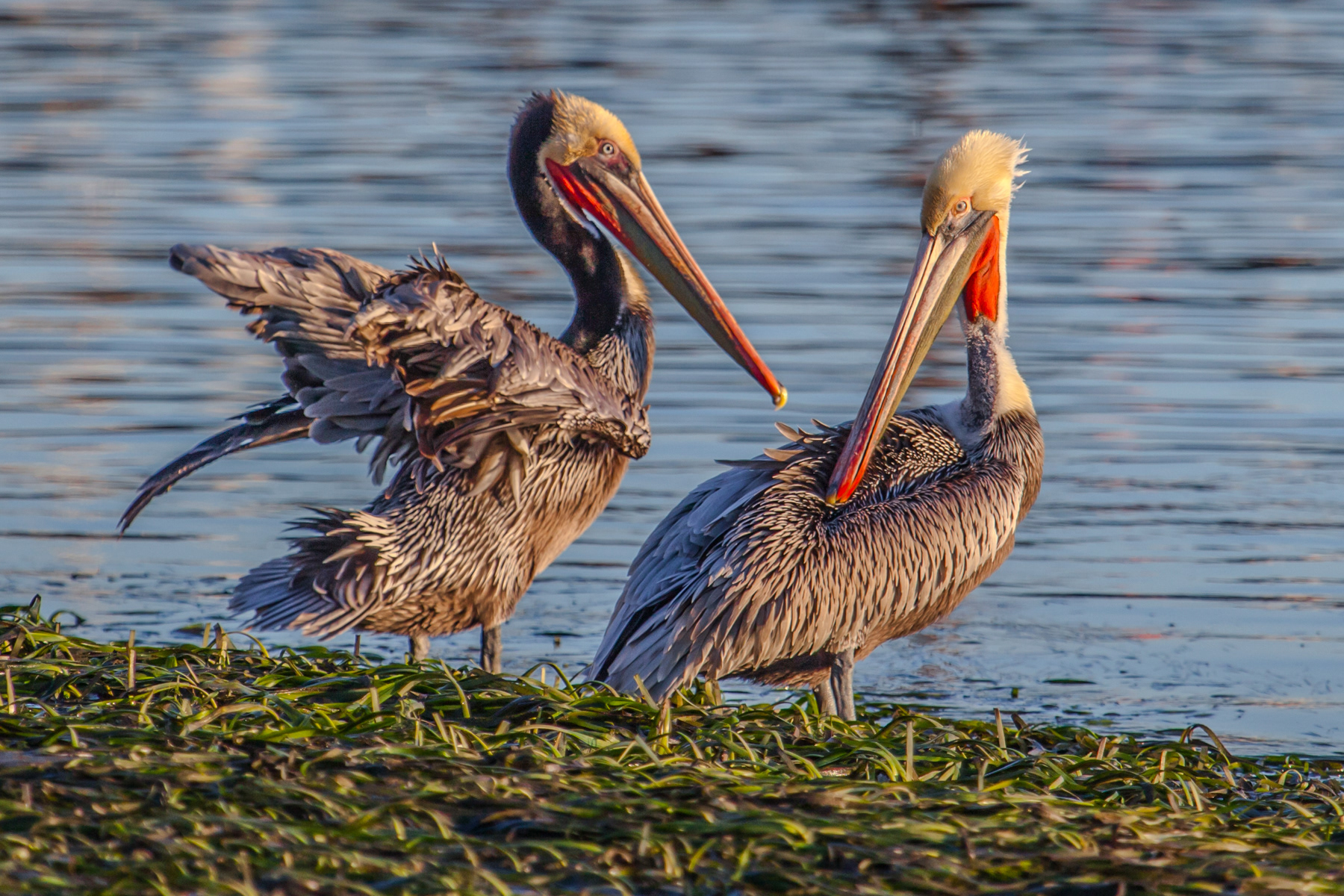 Pelican Morro Bay 1176