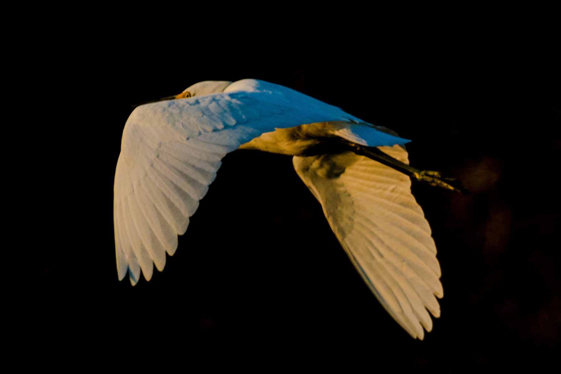 Egret in Flight 00688