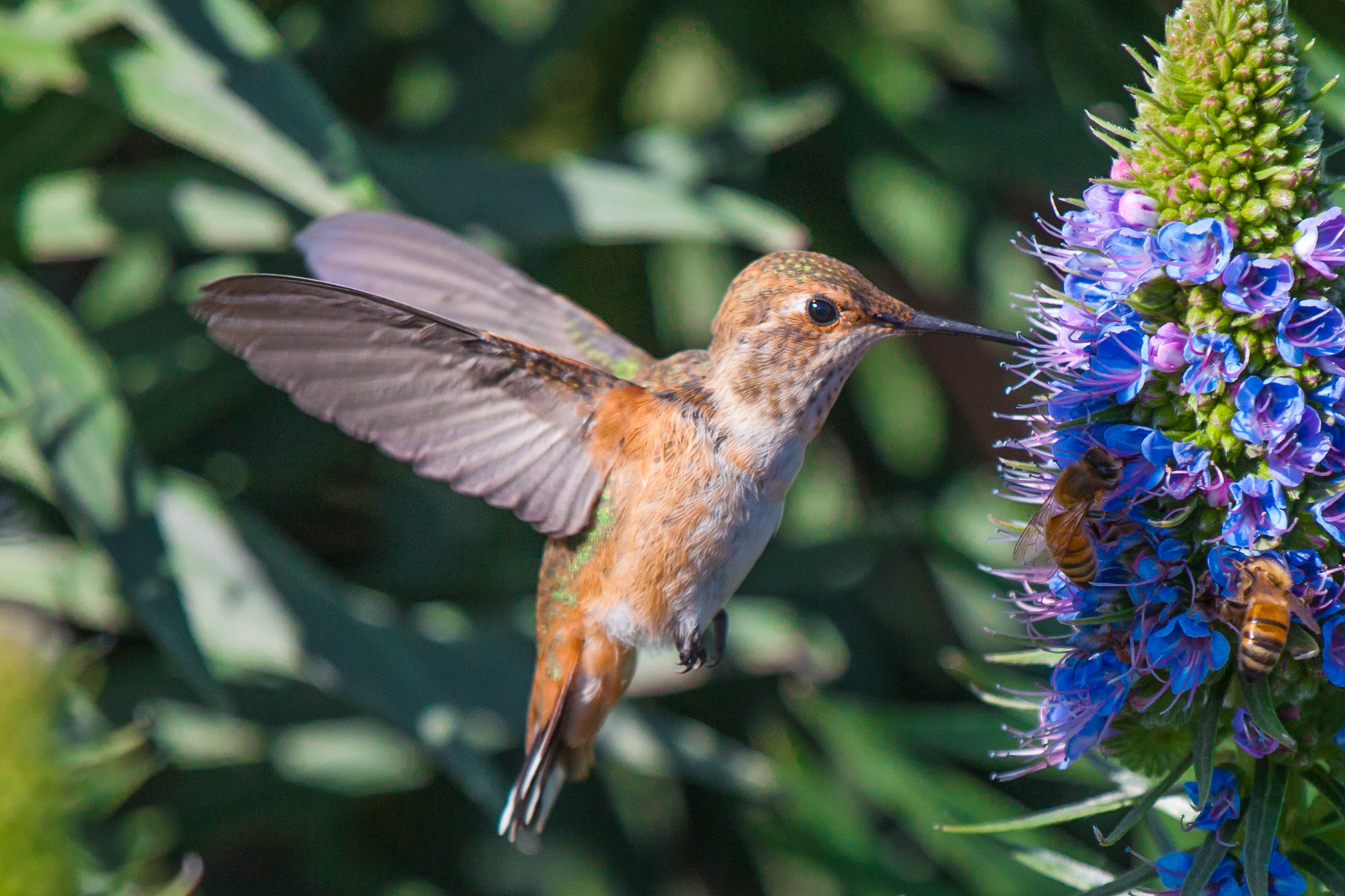 Hummingbird 0750