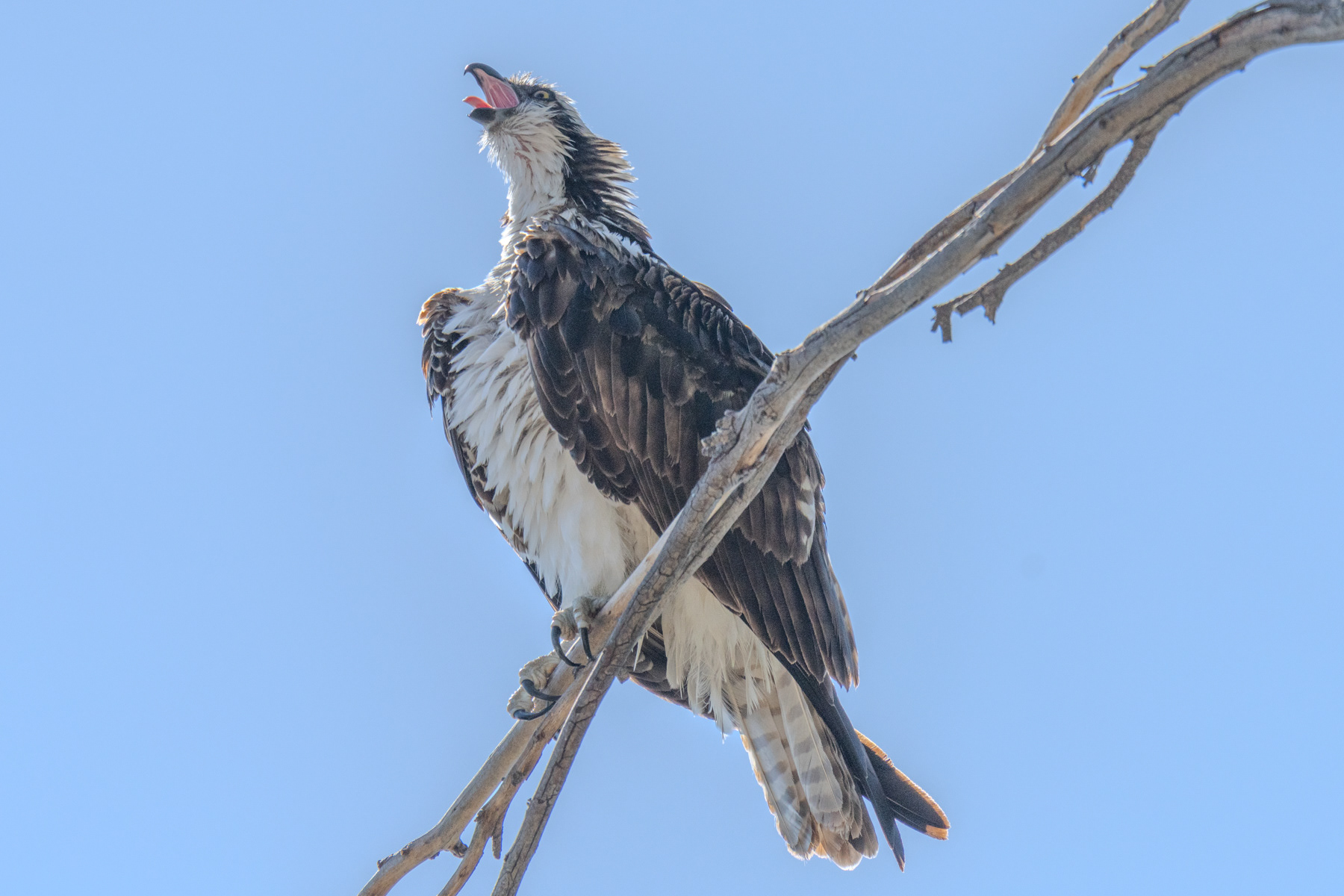 Osprey Yelling 03959
