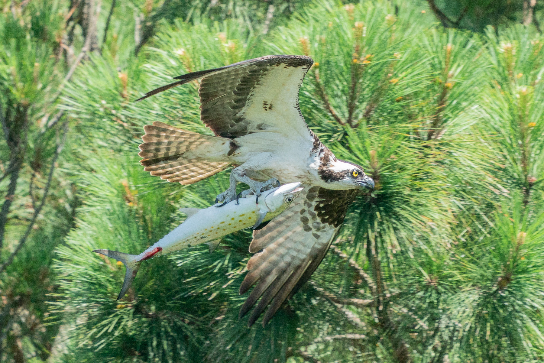 Osprey and Fish 06277